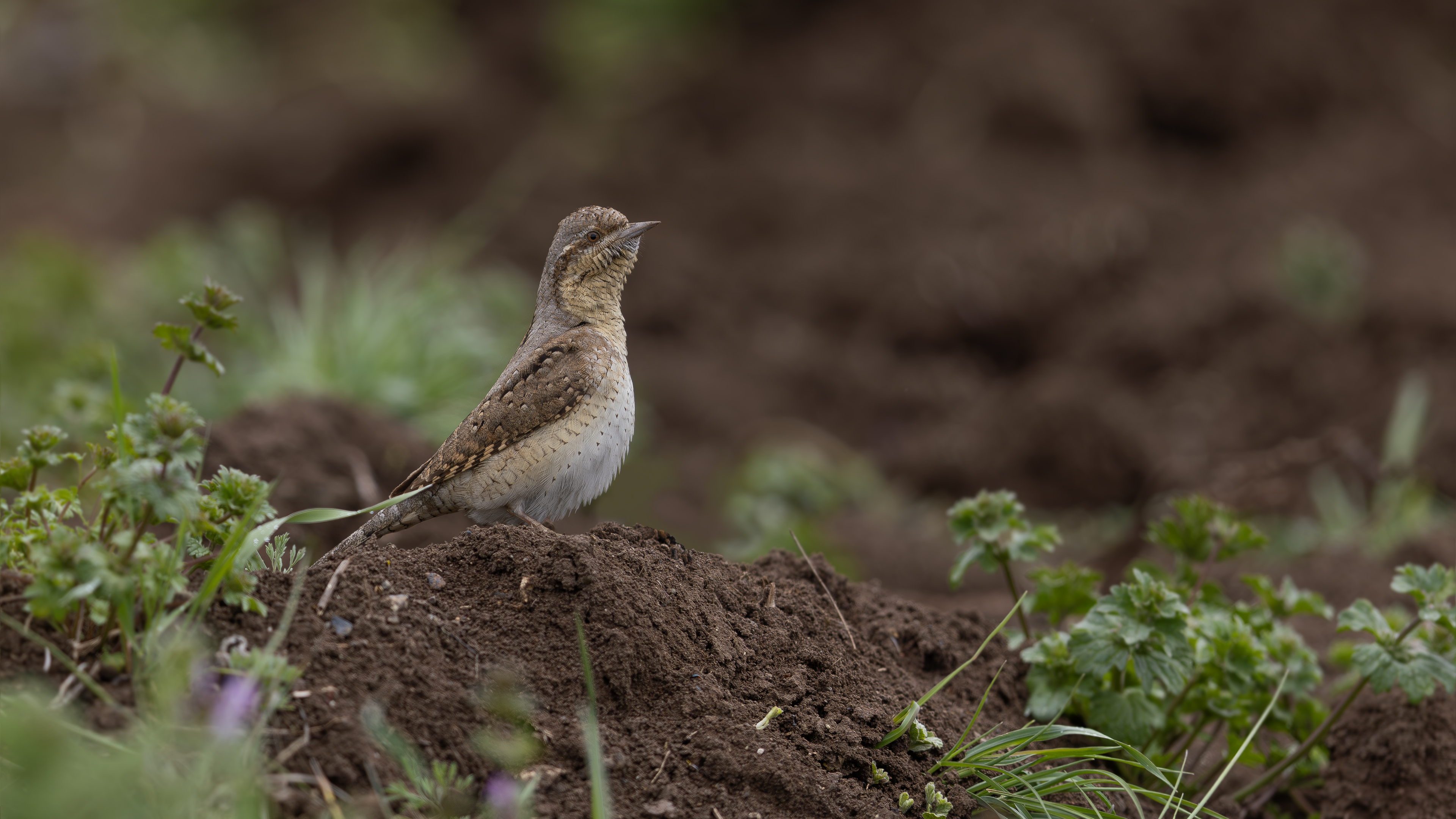 Eurasian Wryneck