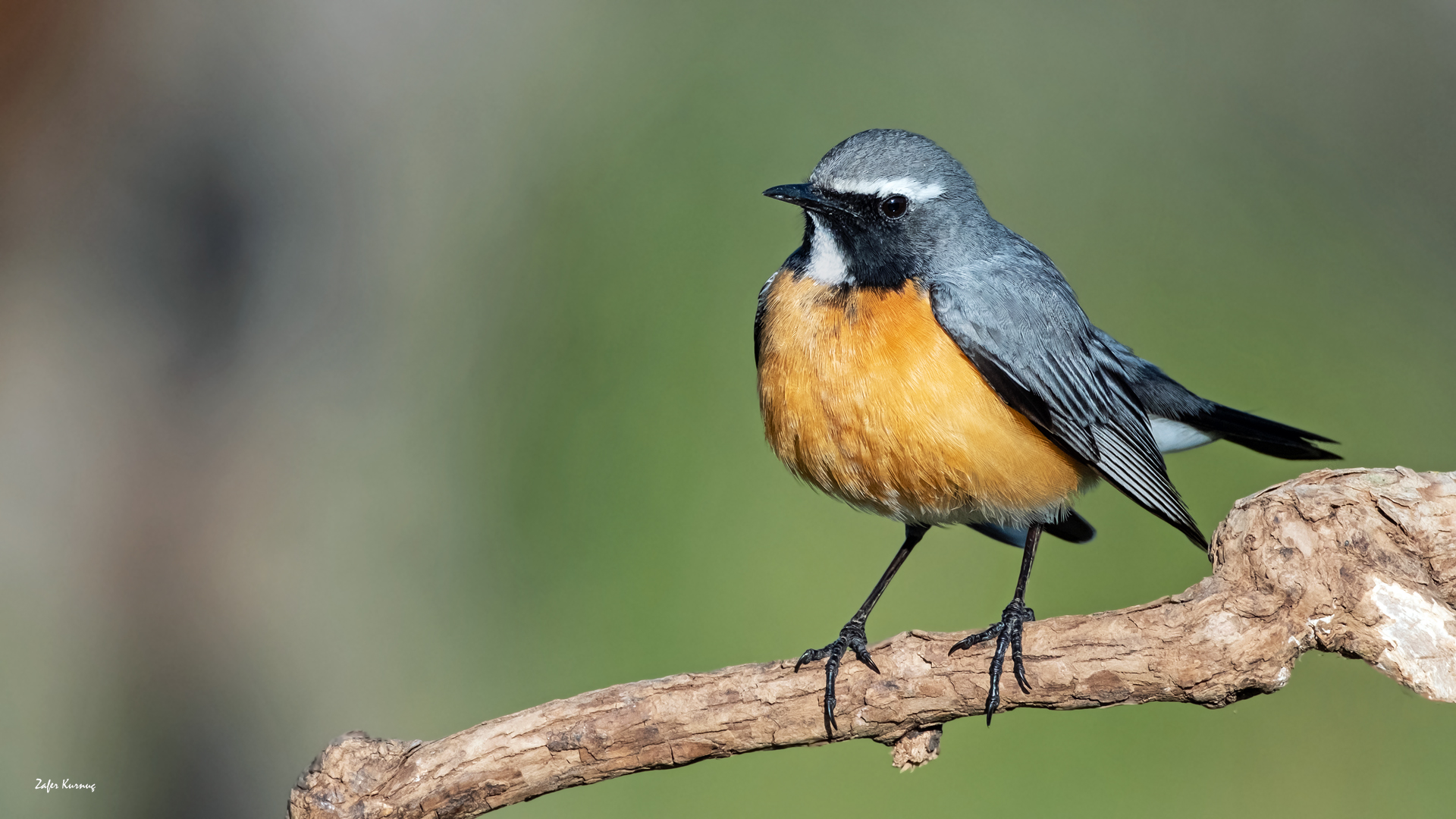 White-throated Robin