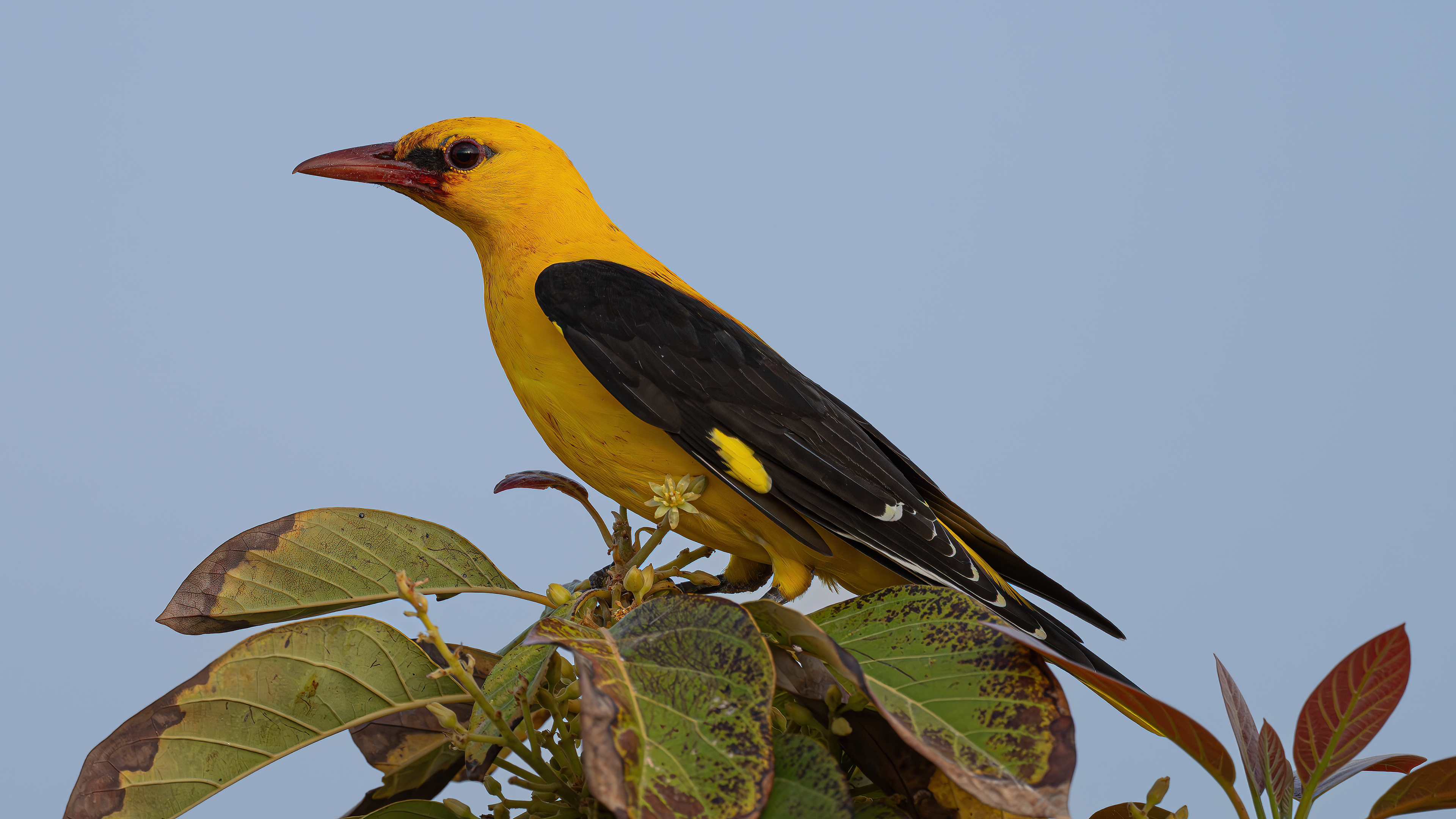 Sarıasma » Eurasian Golden Oriole » Oriolus oriolus