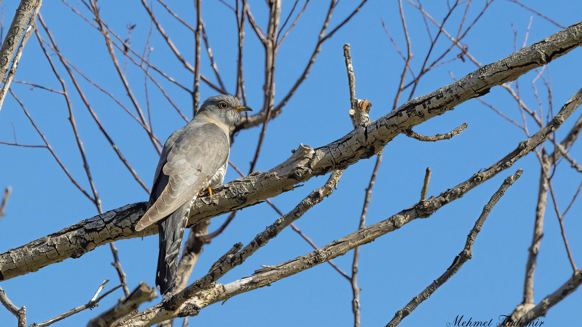 Common Cuckoo