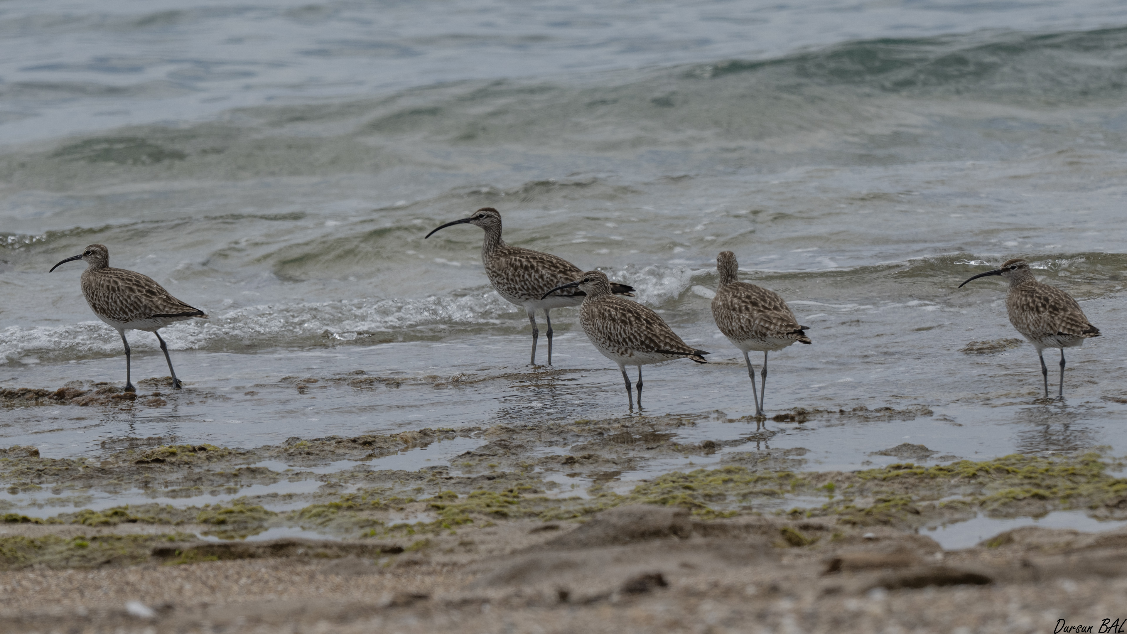 Eurasian Whimbrel