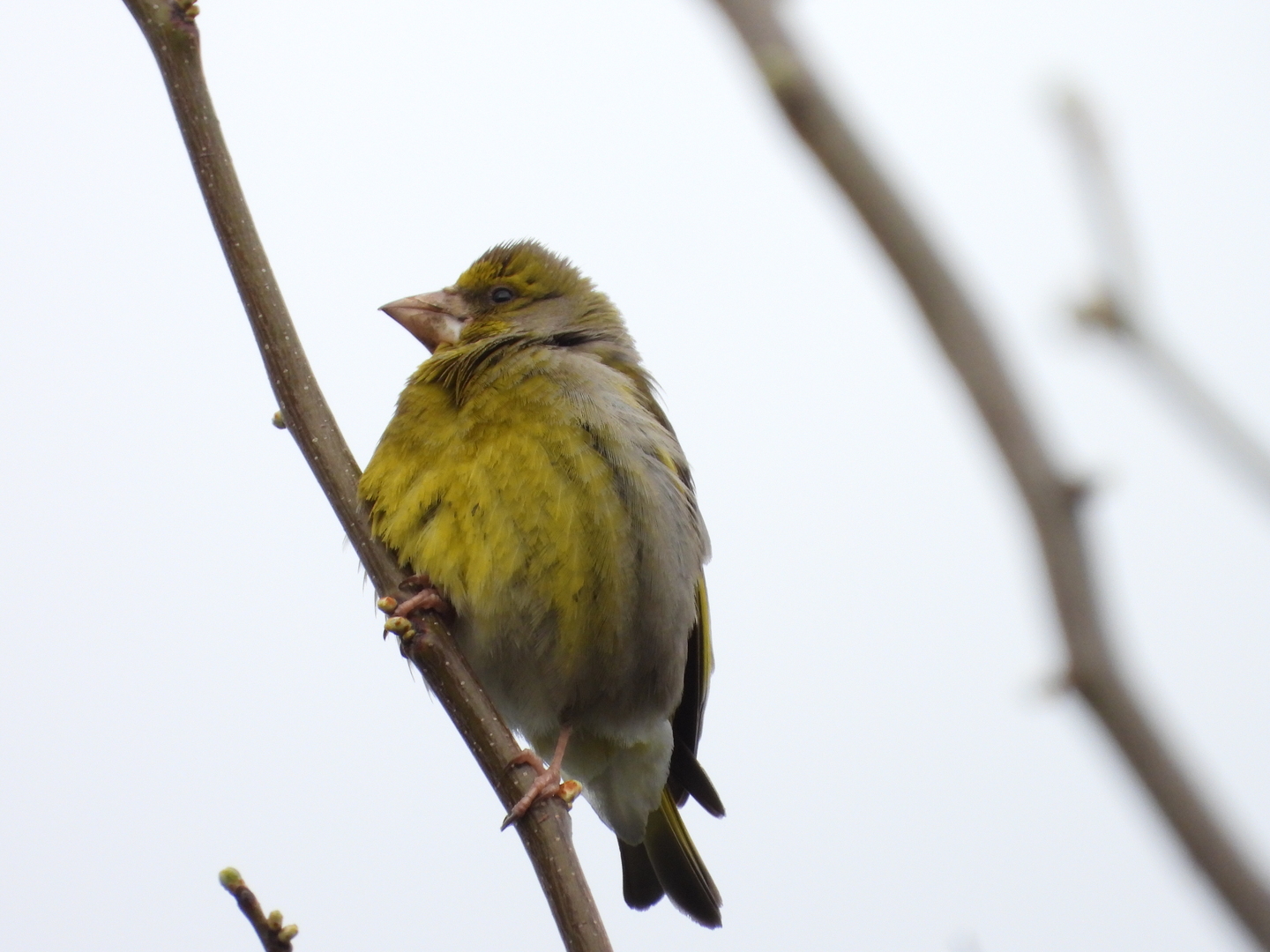 European Greenfinch
