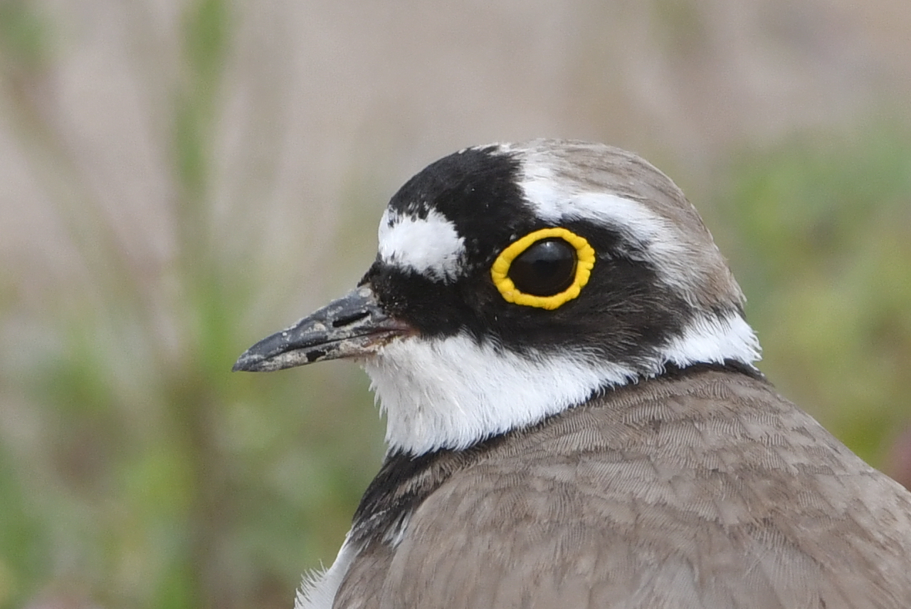 Little Ringed Plover