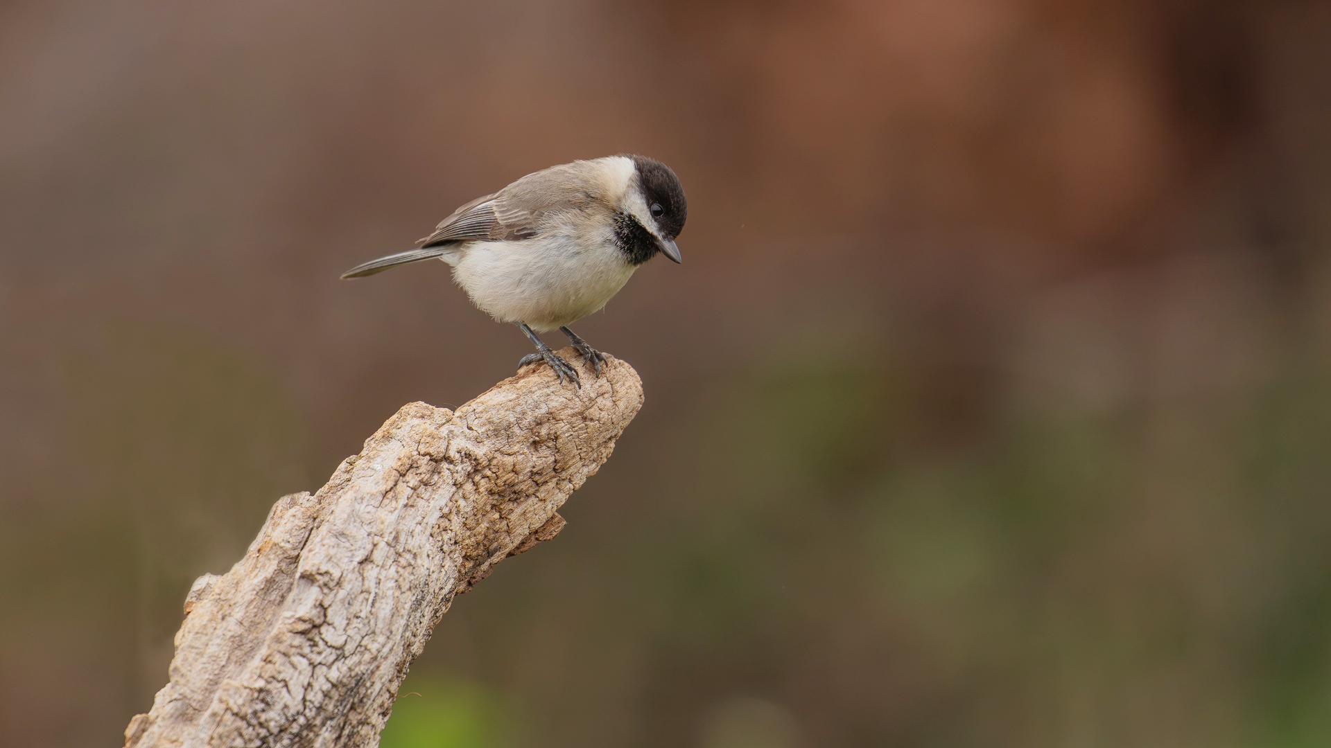 Sombre Tit