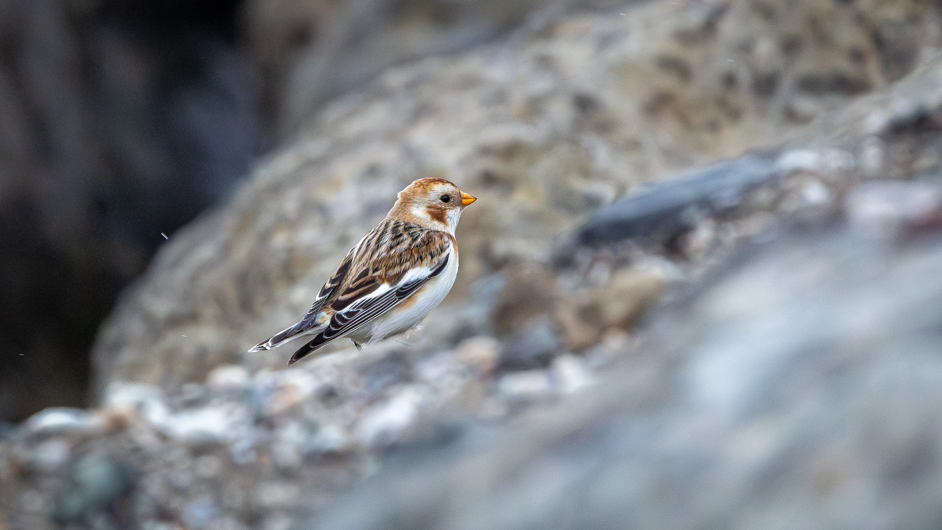 Alaca kirazkuşu » Snow Bunting » Plectrophenax nivalis