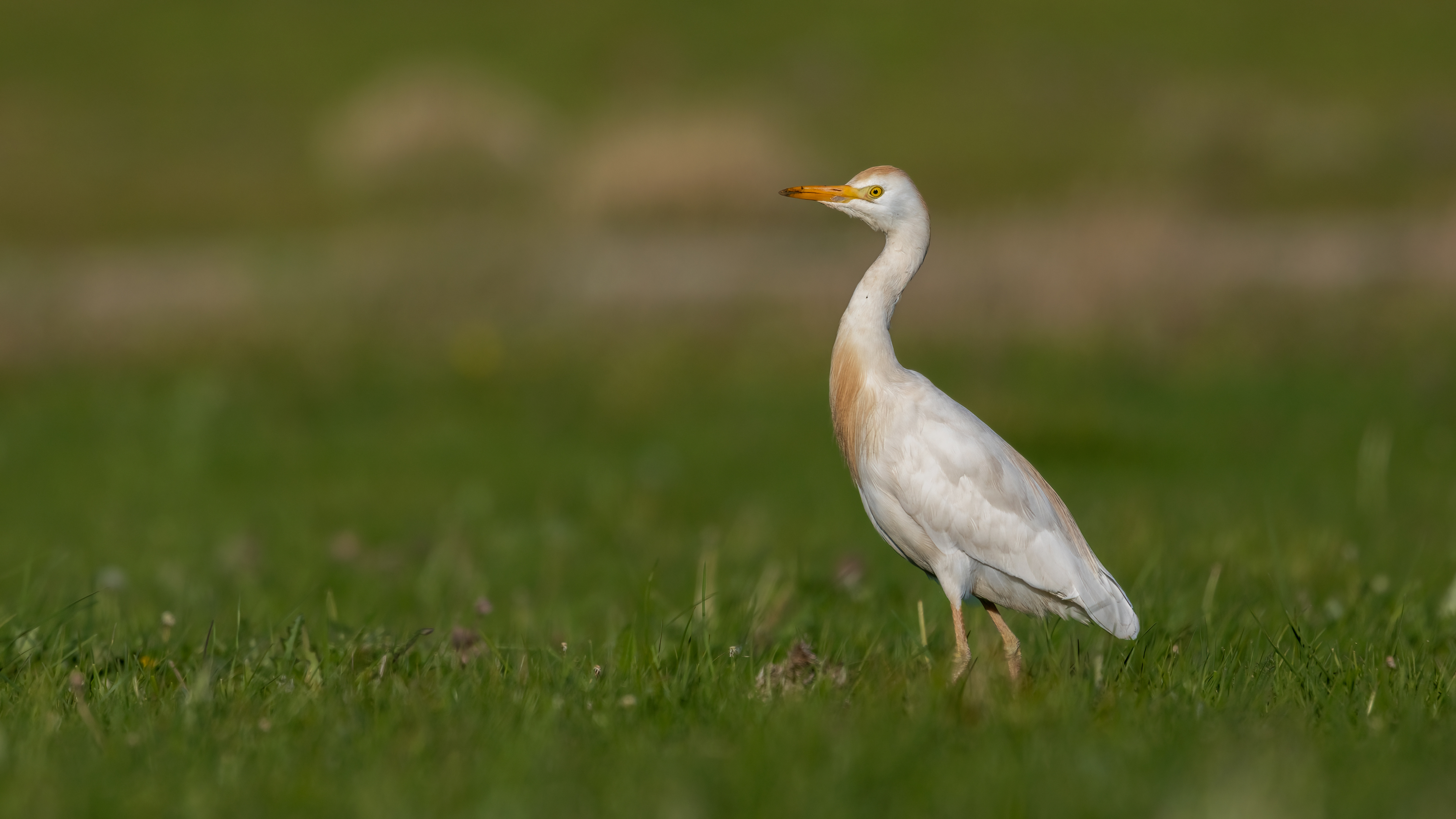 Sığır balıkçılı