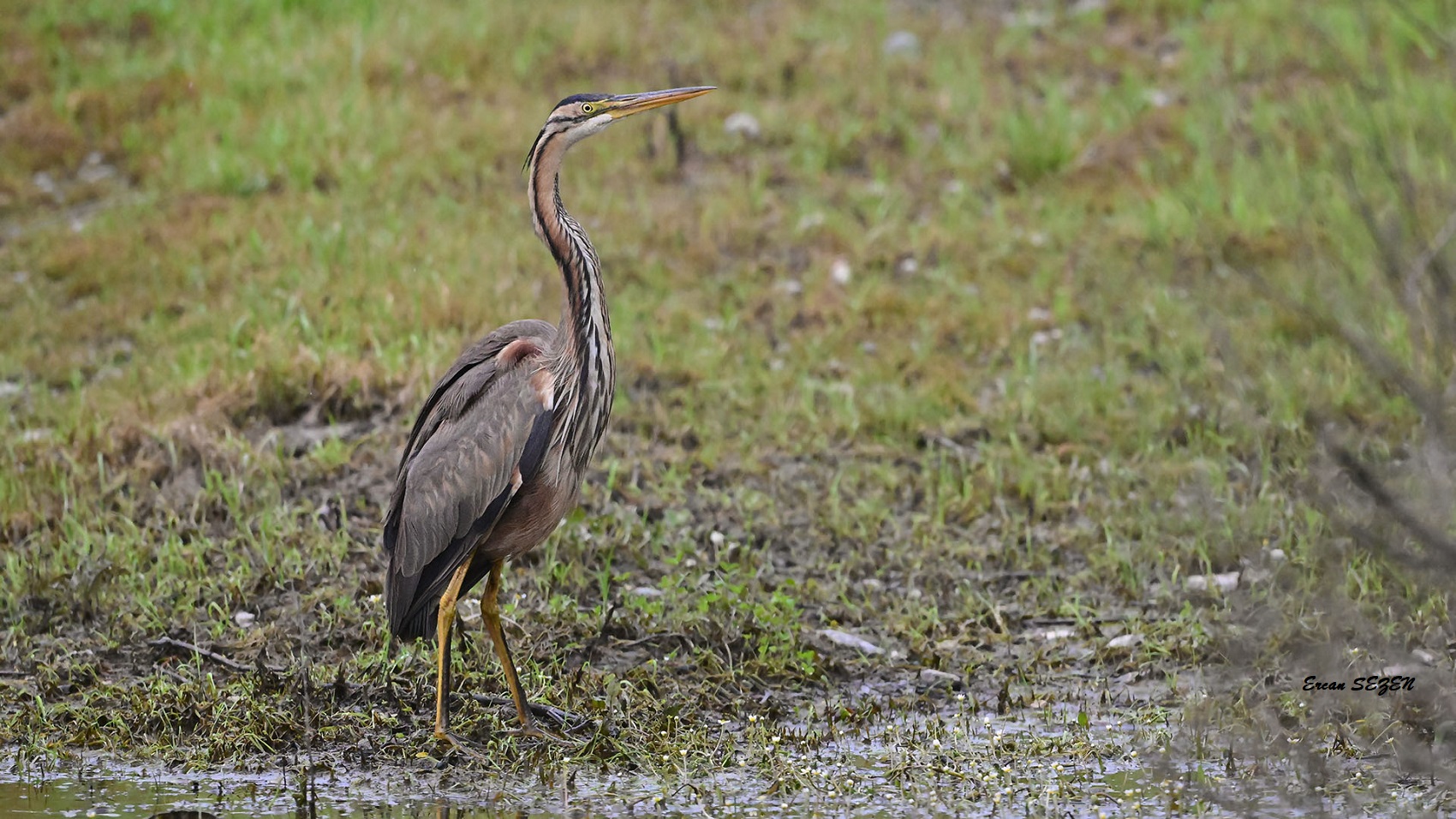 Erguvani balıkçıl