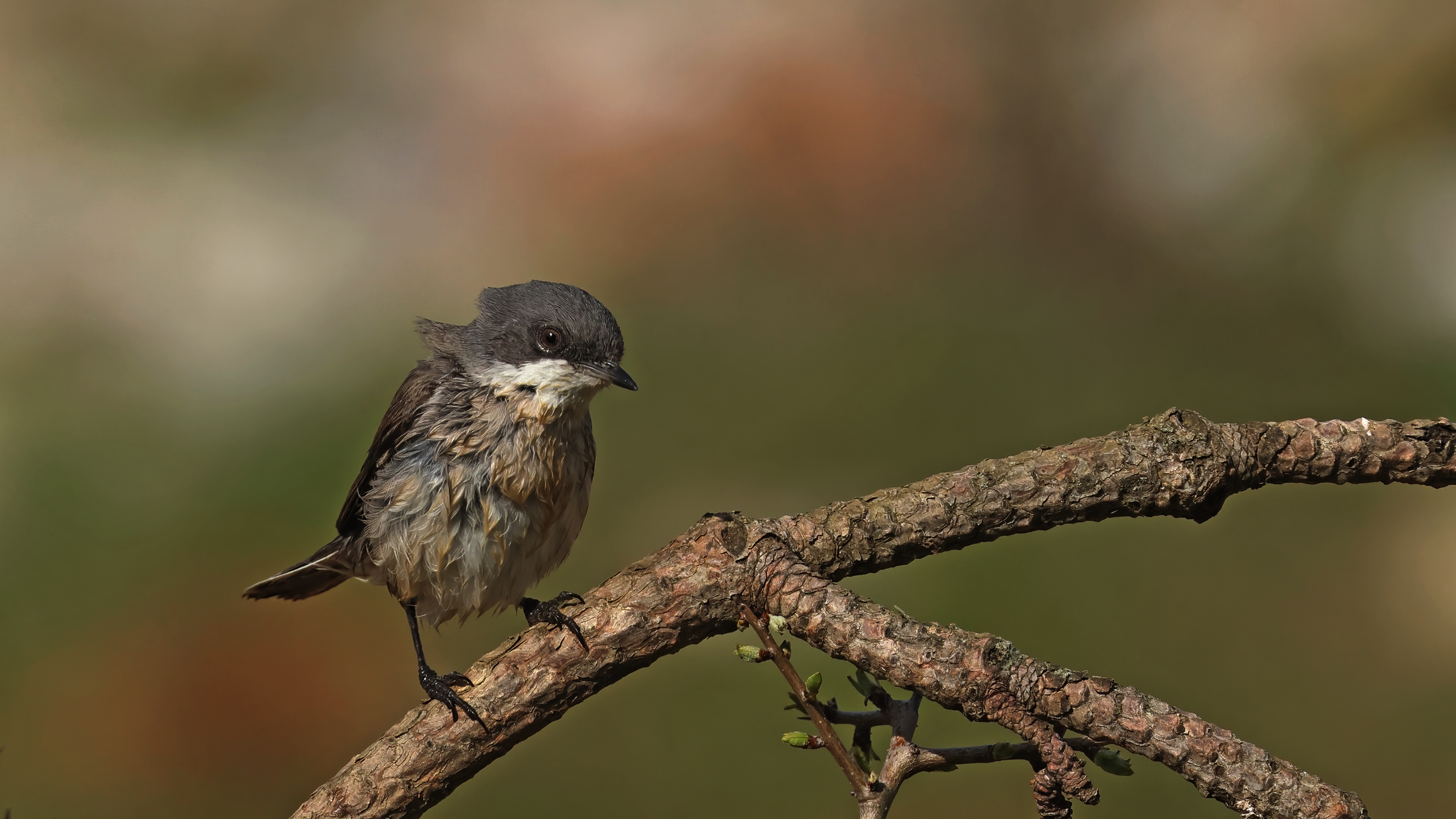 Küçük akgerdanlı ötleğen » Lesser Whitethroat » Sylvia curruca