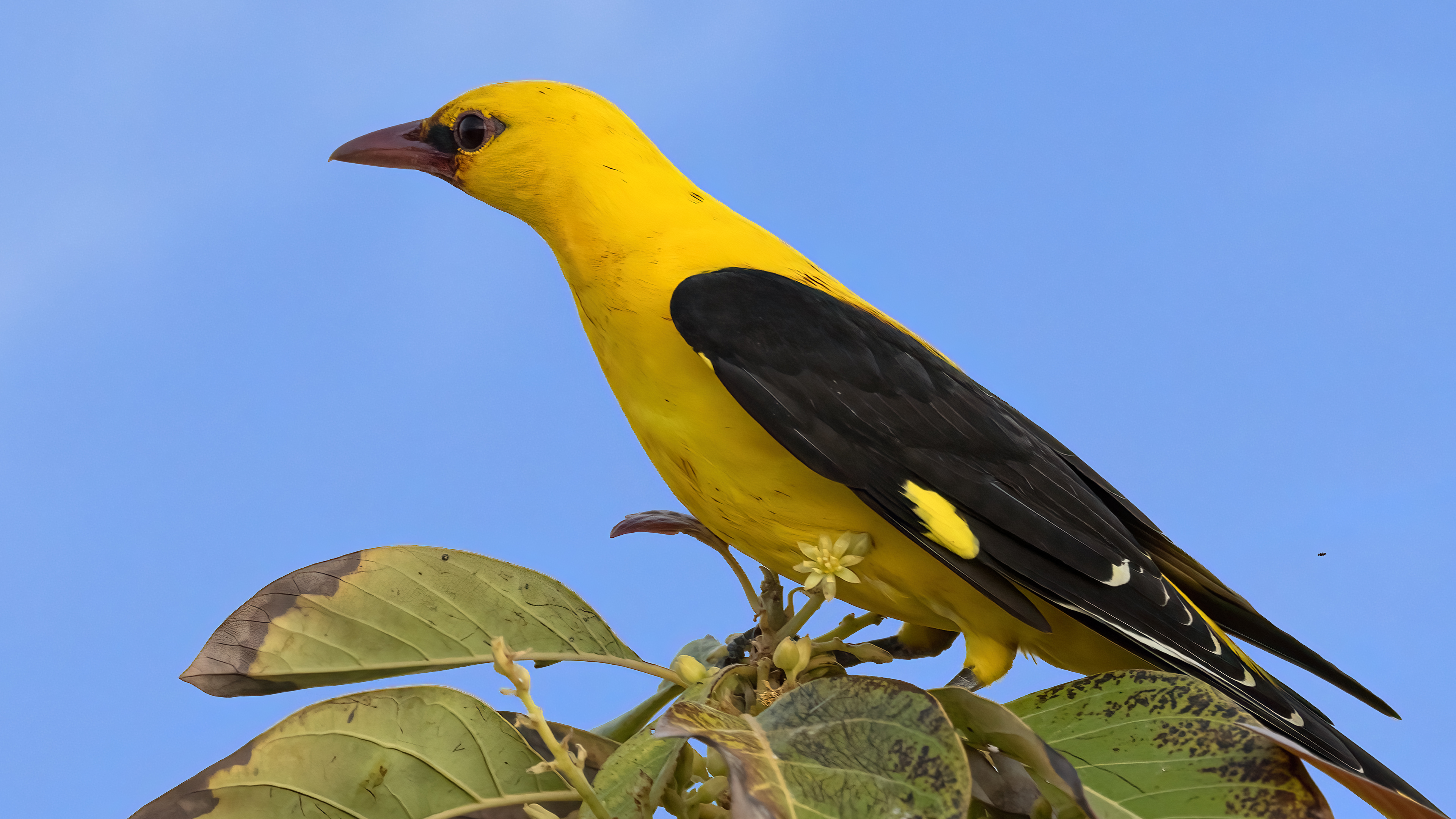 Sarıasma » Eurasian Golden Oriole » Oriolus oriolus
