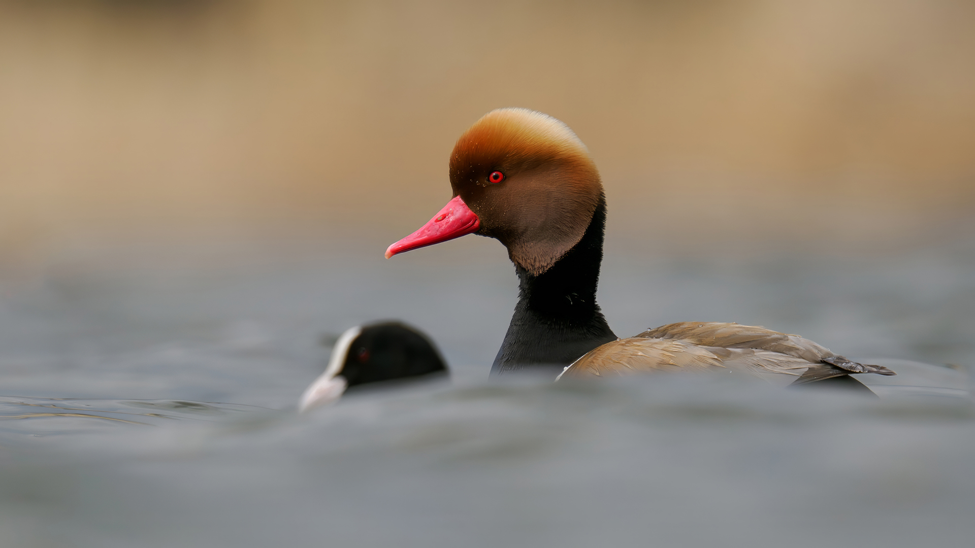 Macar ördeği » Red-crested Pochard » Netta rufina