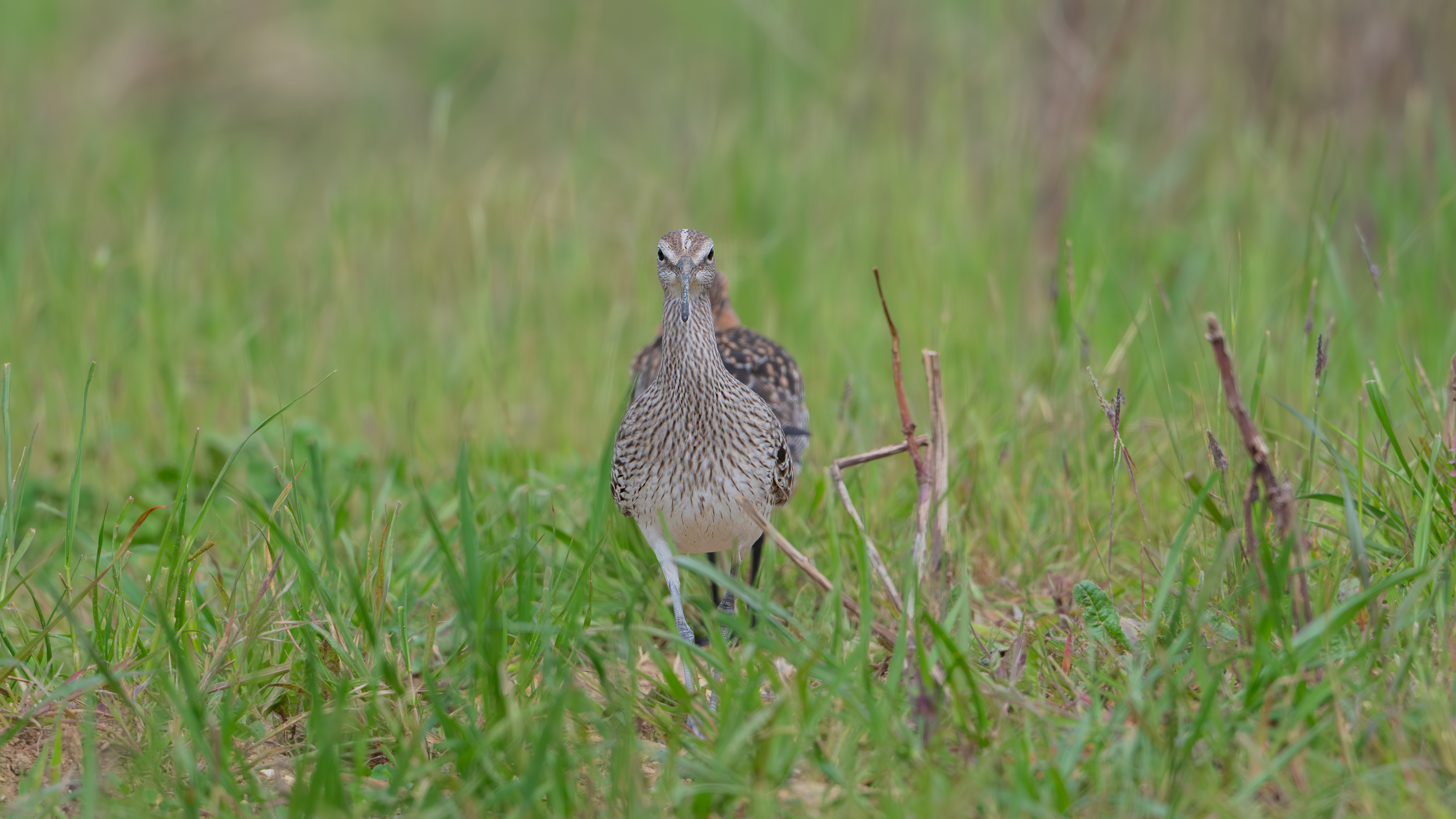 Eurasian Whimbrel