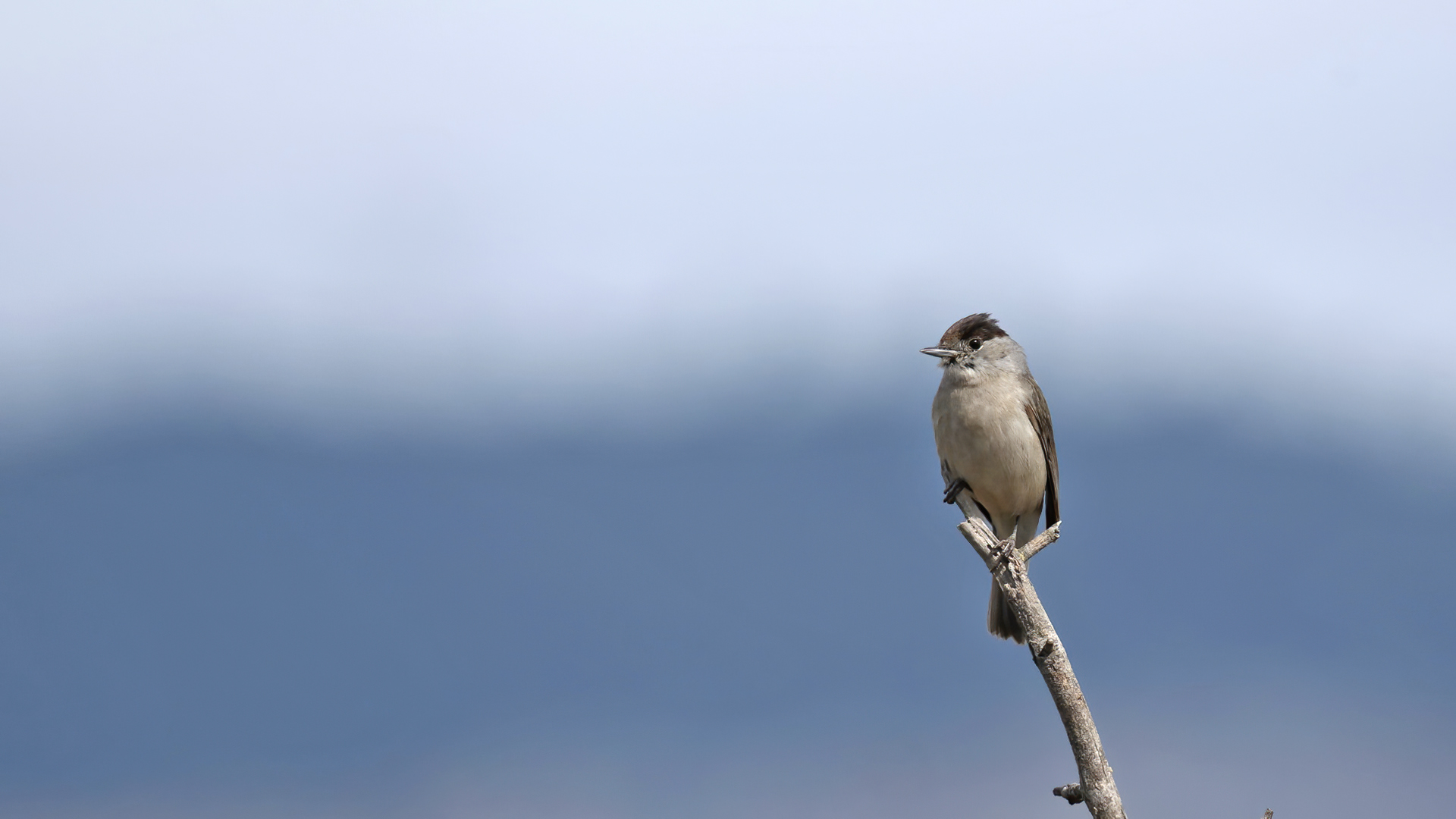 Eurasian Blackcap