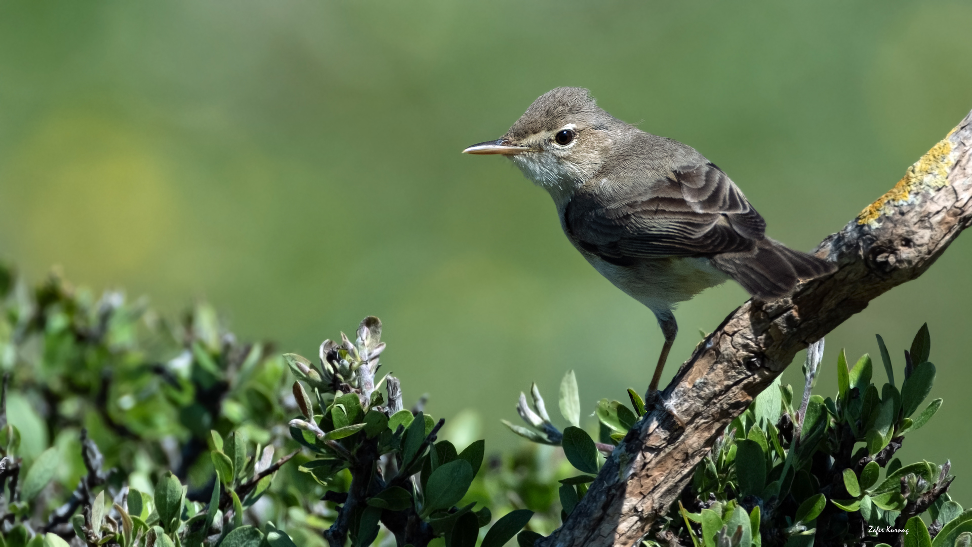 Eastern Olivaceous Warbler