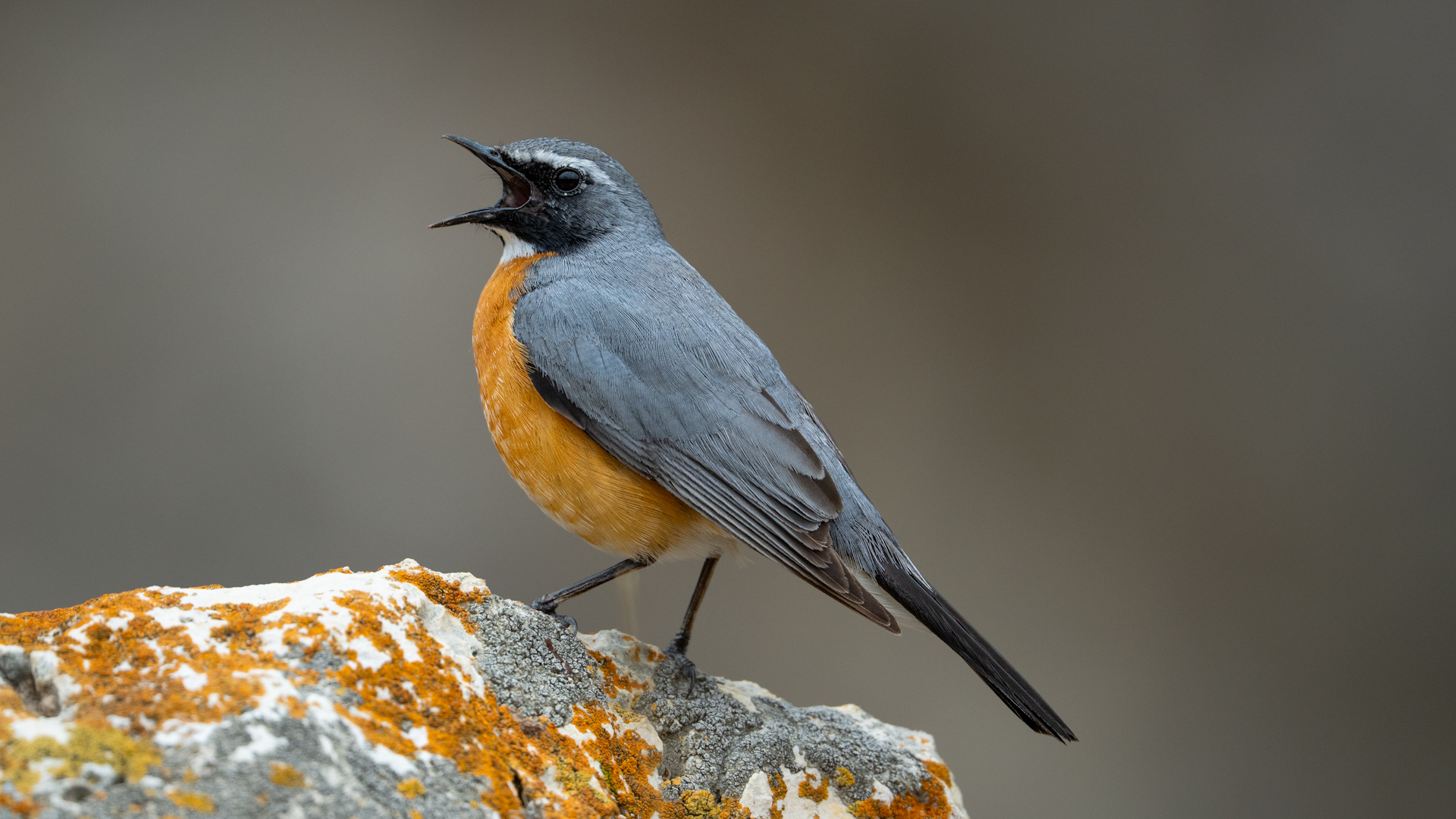 Taşbülbülü » White-throated Robin » Irania gutturalis