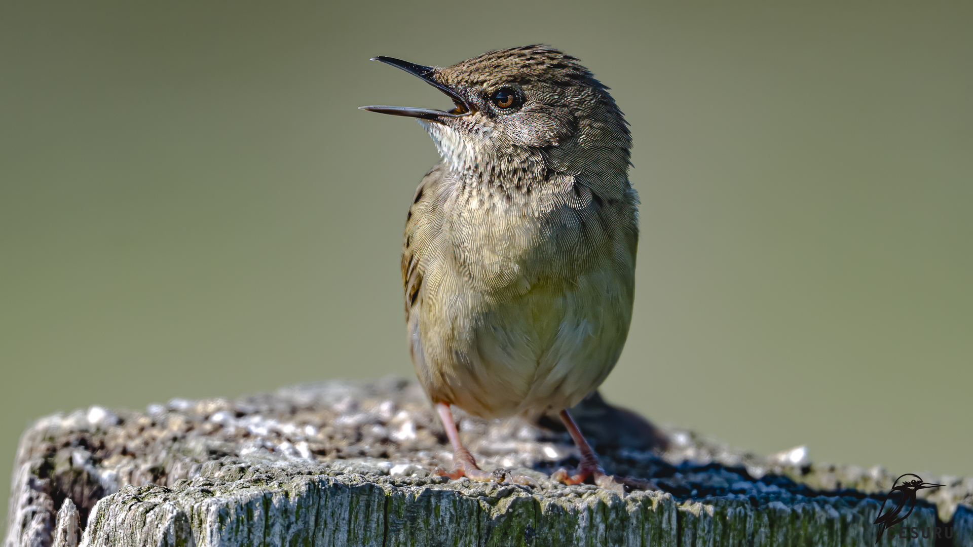Çekirge kamışçını » Common Grasshopper Warbler » Locustella naevia