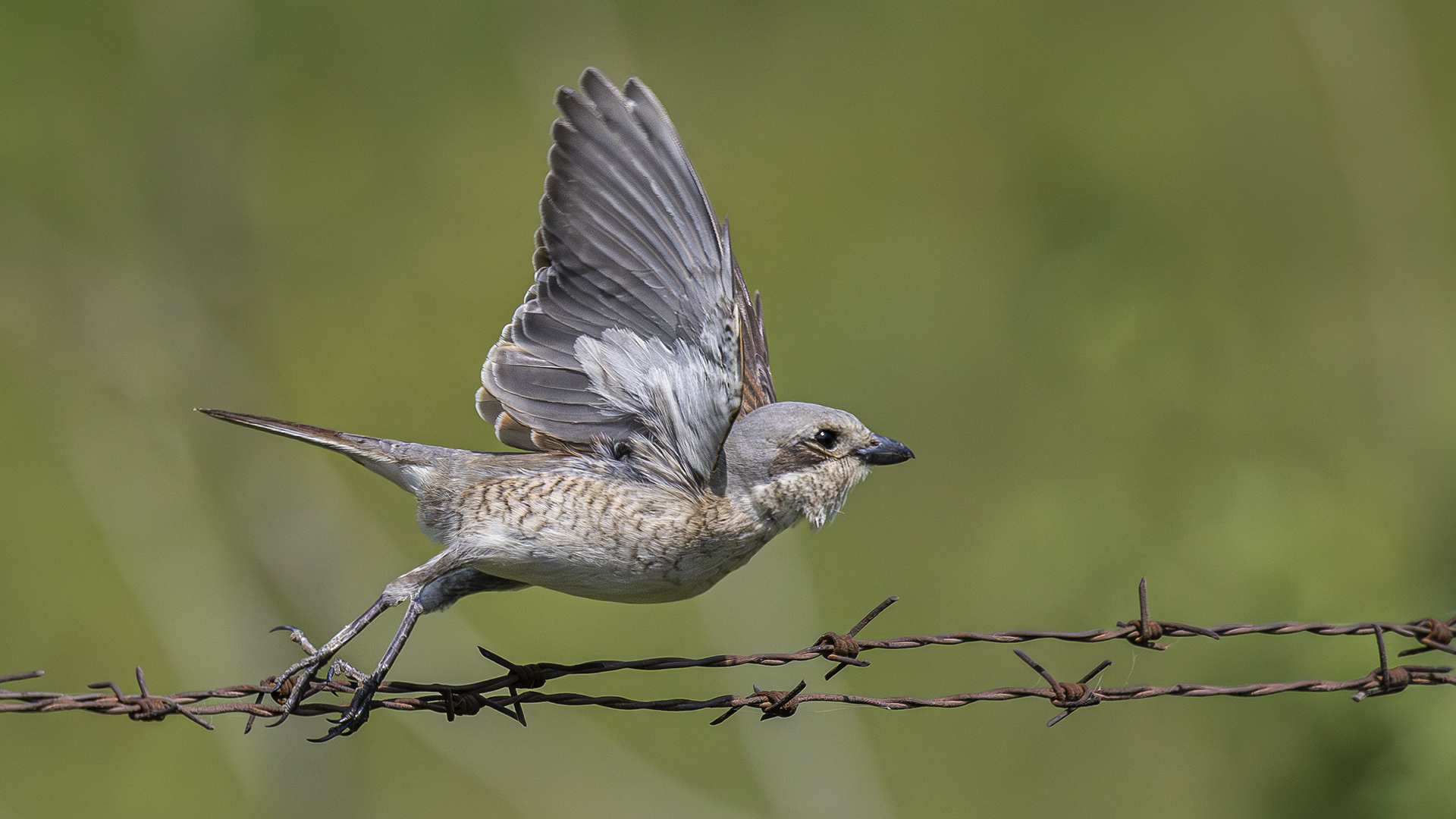 Kızılsırtlı örümcekkuşu » Red-backed Shrike » Lanius collurio