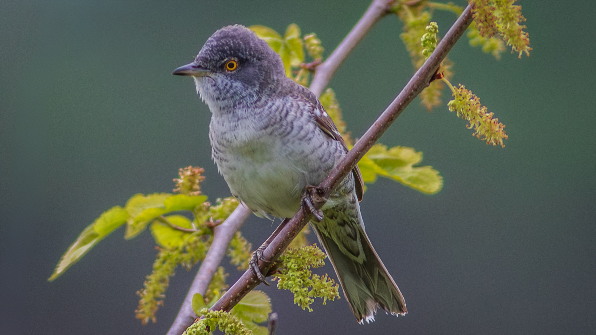 Çizgili ötleğen » Barred Warbler » Sylvia nisoria