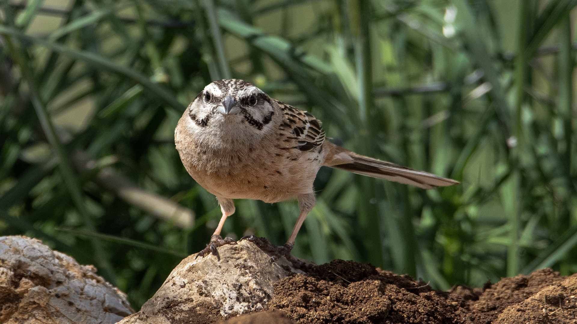 Kaya kirazkuşu » Rock Bunting » Emberiza cia