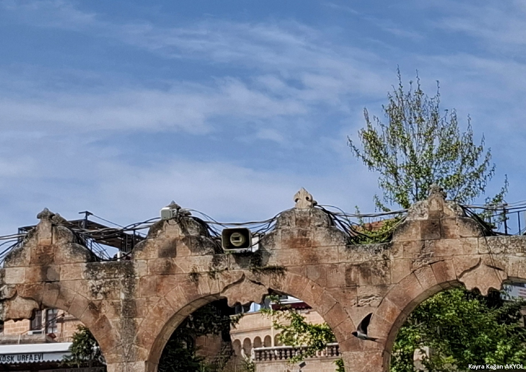 Kır kırlangıcı
