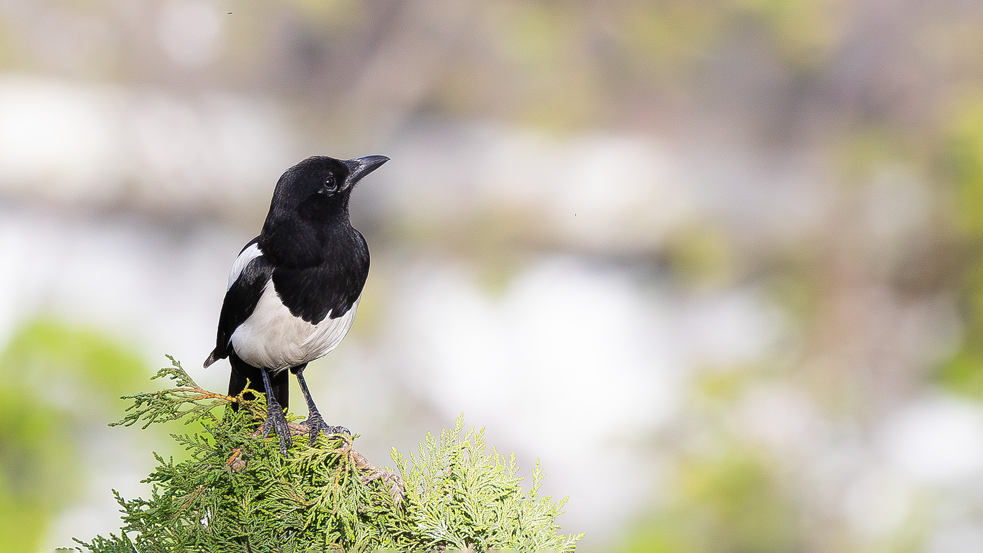 Saksağan » Eurasian Magpie » Pica pica
