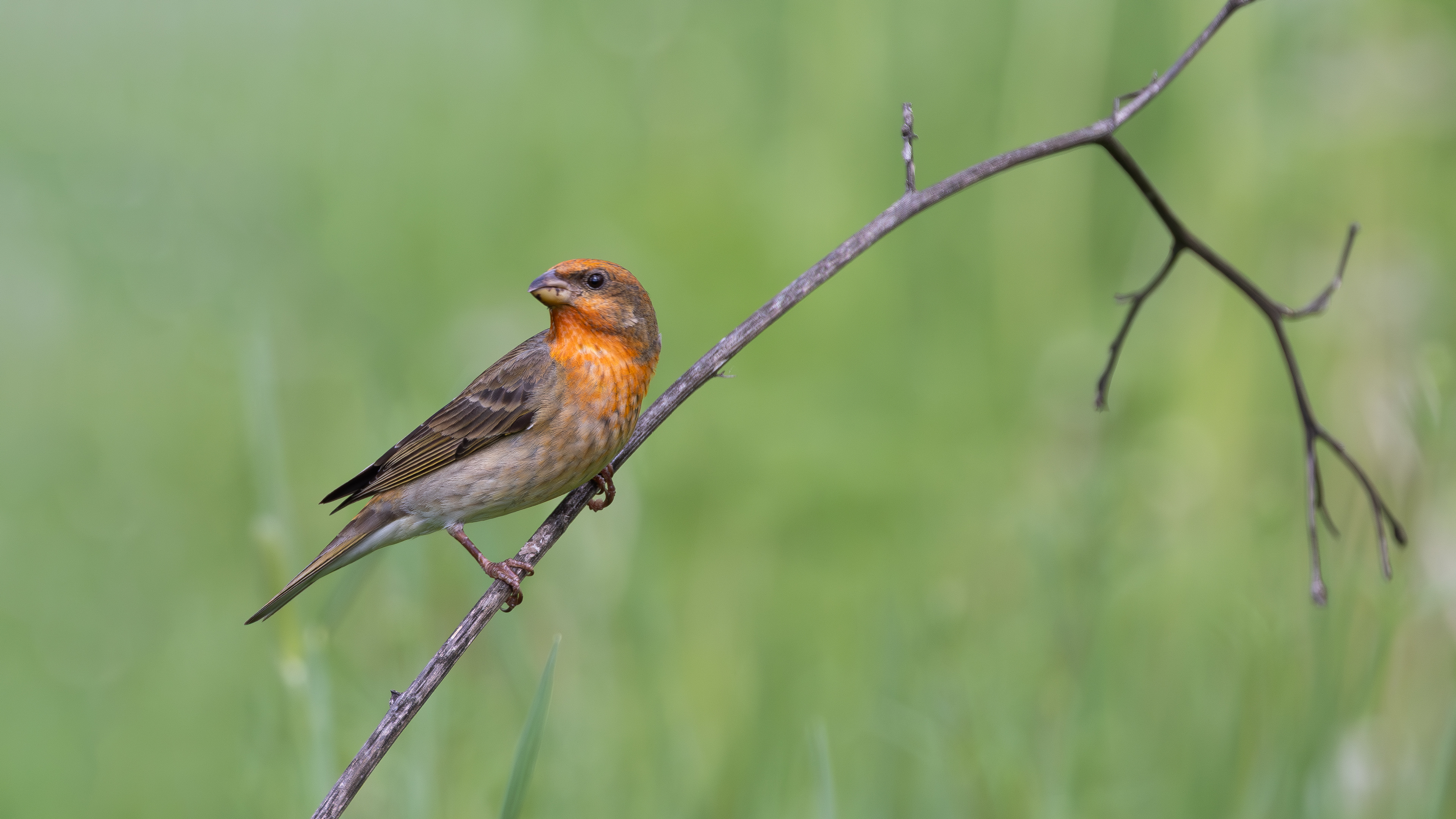 Çütre » Common Rosefinch » Carpodacus erythrinus