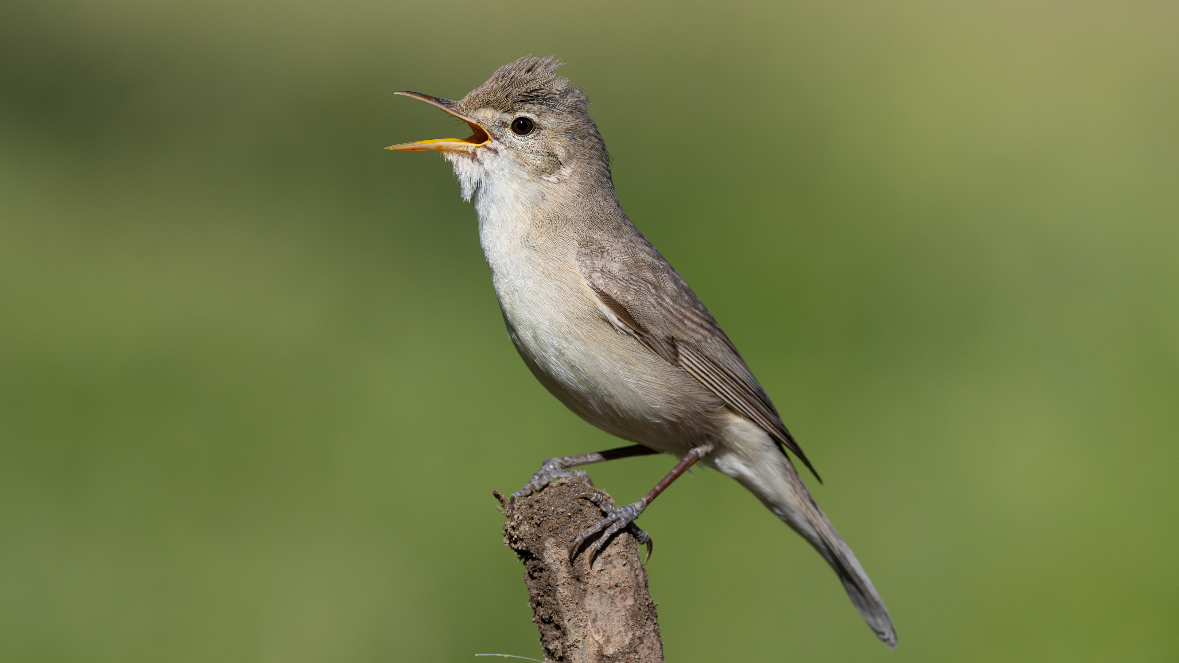 Ak mukallit » Eastern Olivaceous Warbler » Iduna pallida