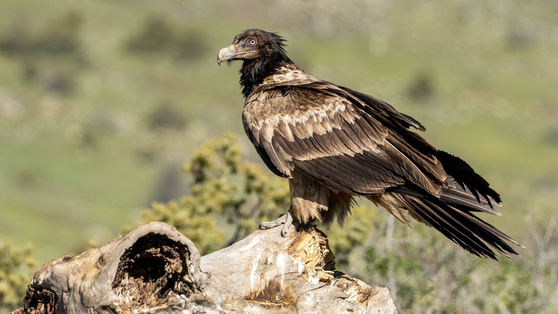 Sakallı akbaba » Bearded Vulture » Gypaetus barbatus