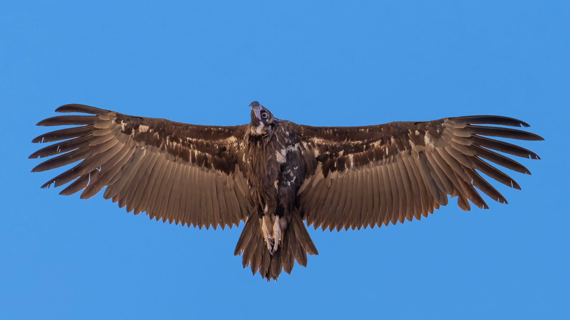 Kara akbaba » Cinereous Vulture » Aegypius monachus