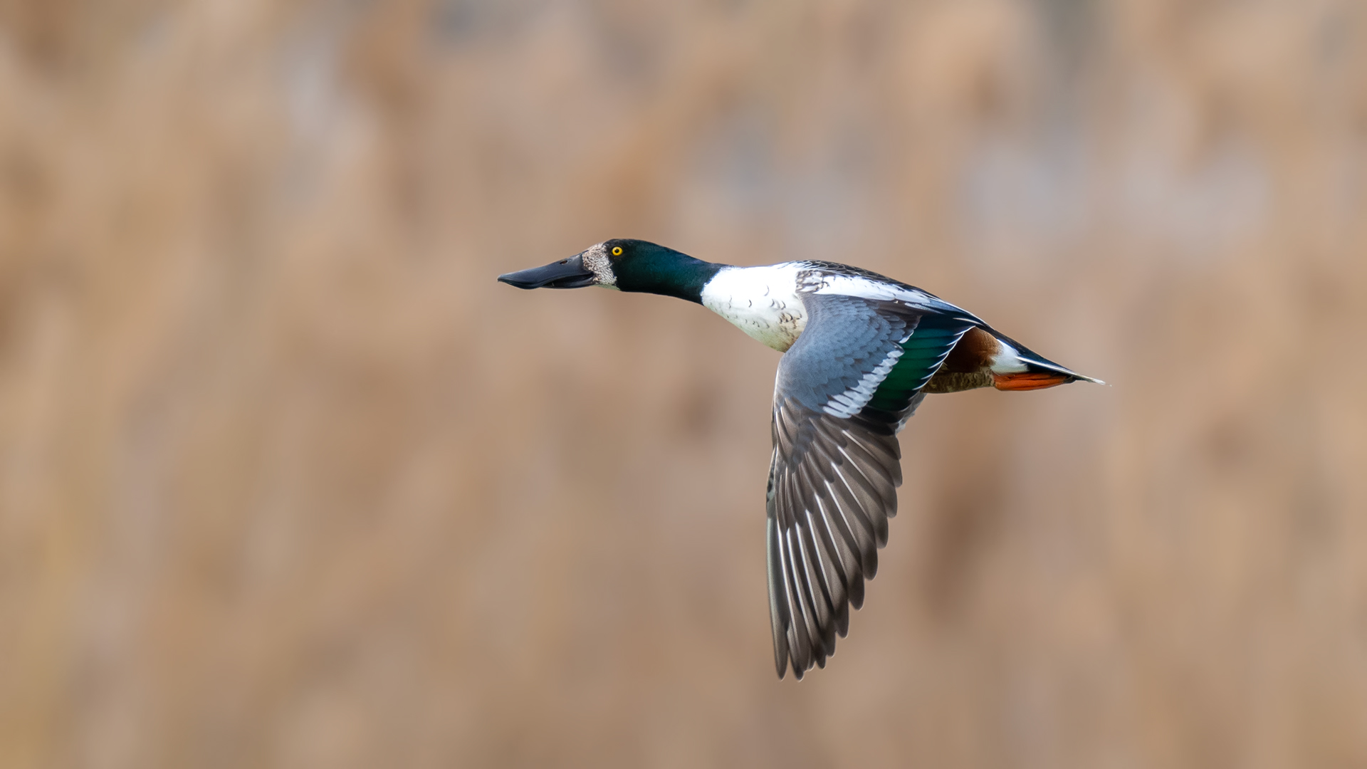 Kaşıkgaga » Northern Shoveler » Spatula clypeata