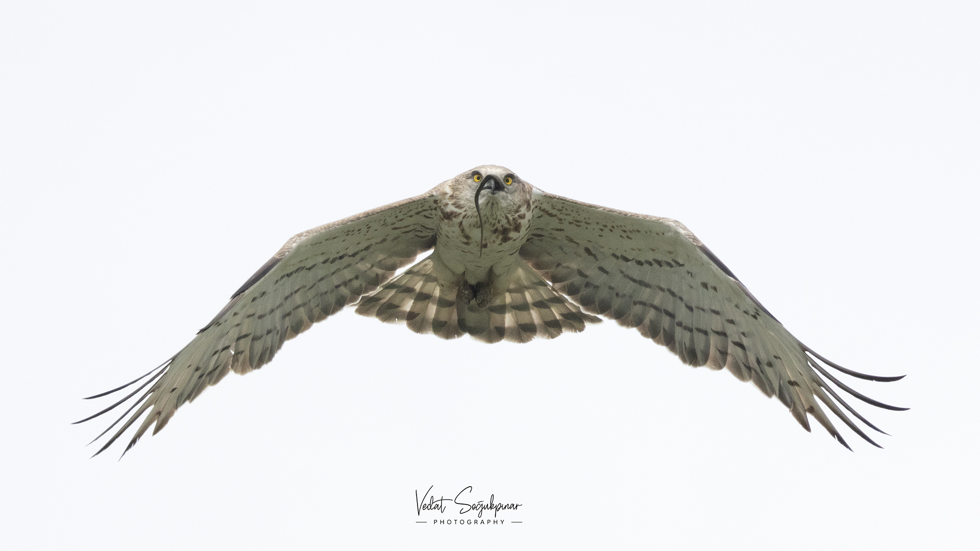 Yılan kartalı » Short-toed Snake Eagle » Circaetus gallicus