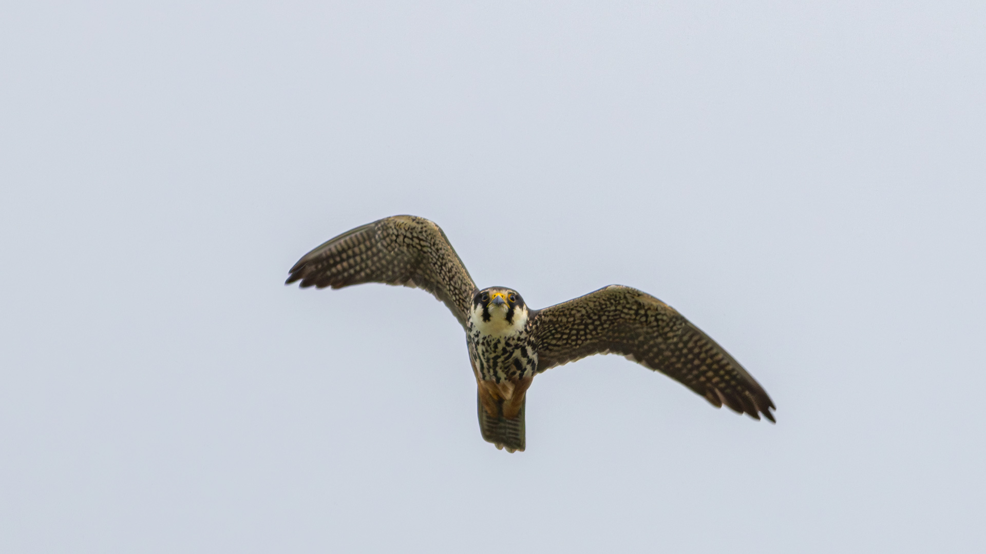 Delice doğan » Eurasian Hobby » Falco subbuteo