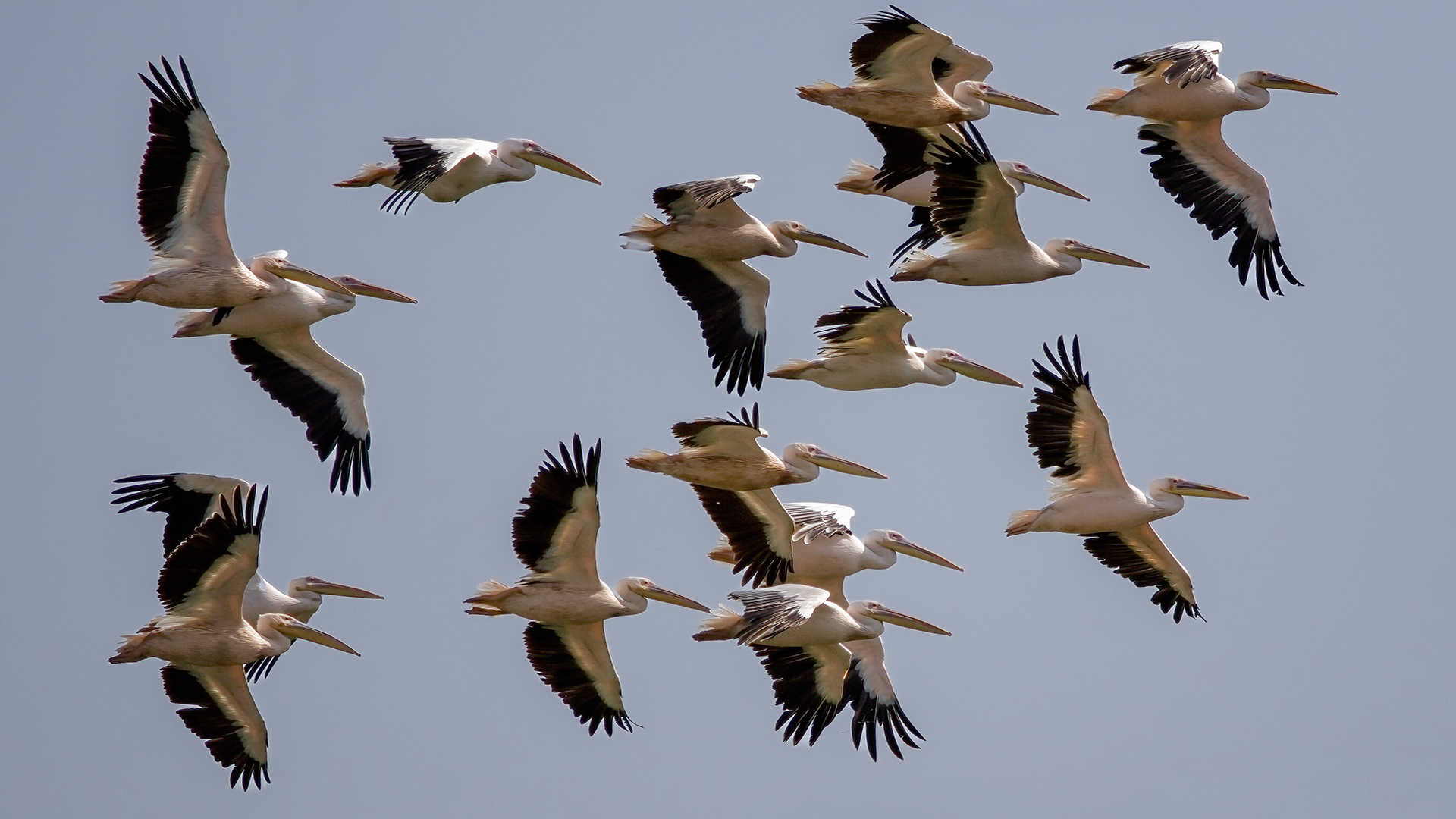 Ak pelikan » Great White Pelican » Pelecanus onocrotalus
