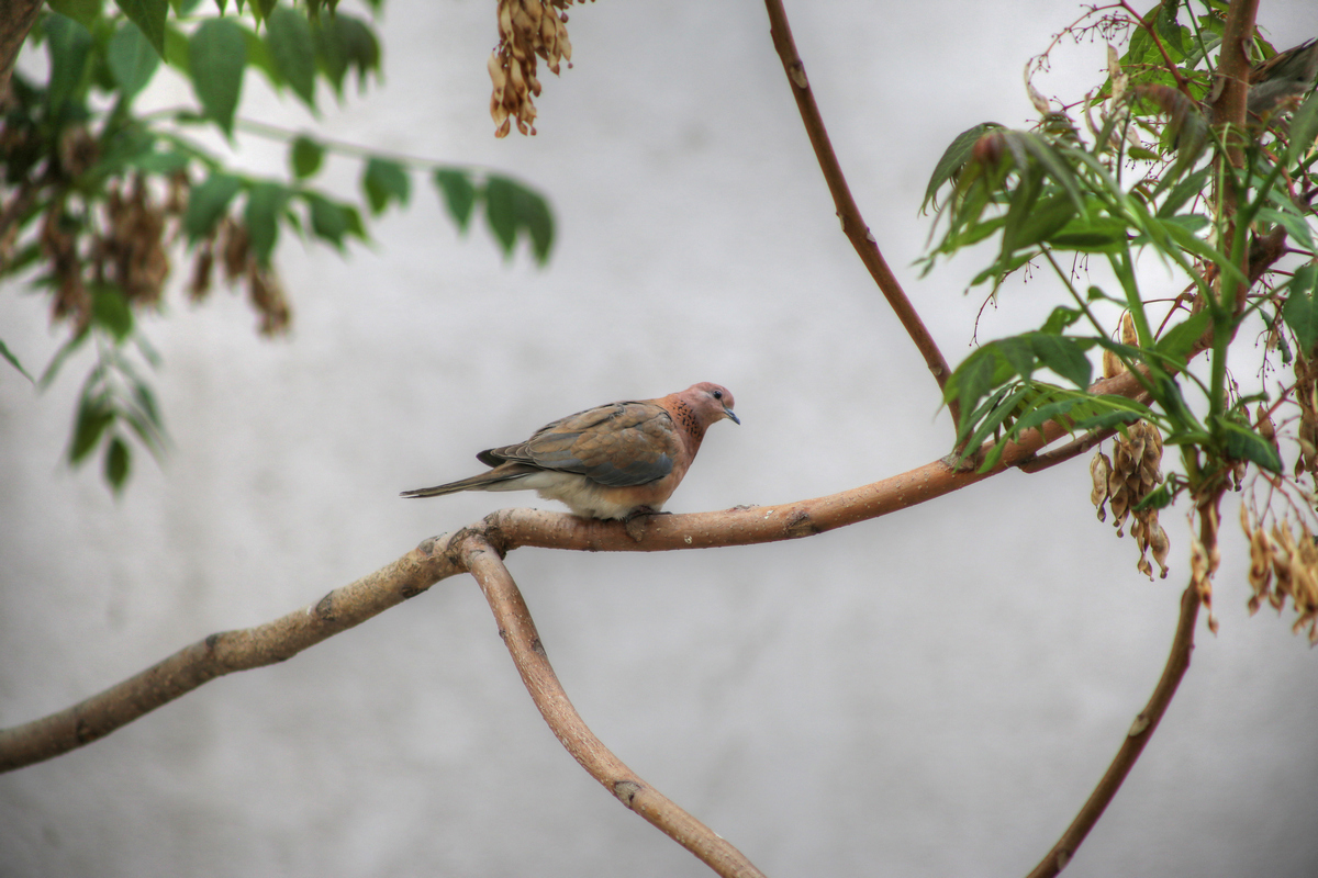 Küçük kumru