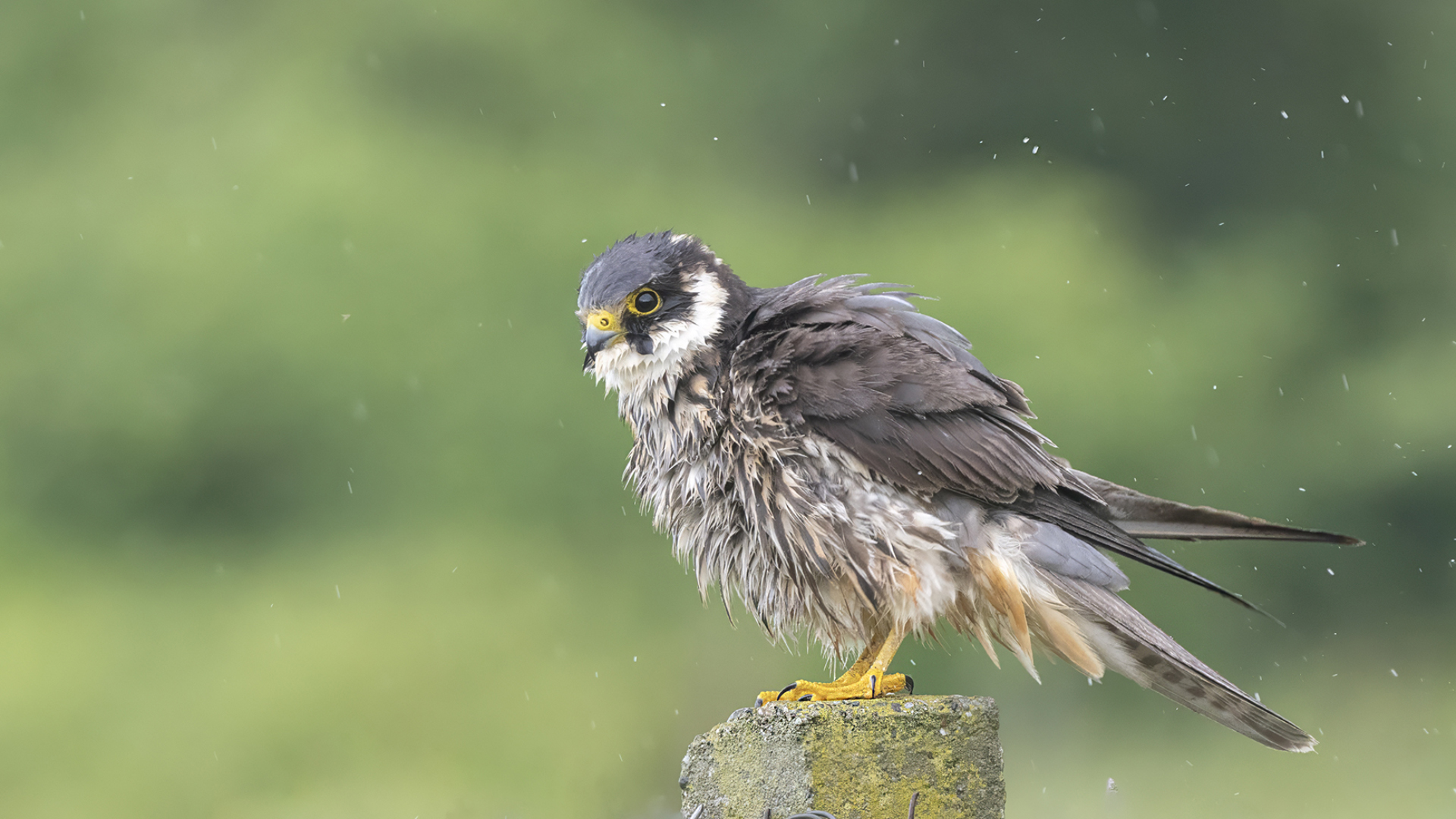 Delice doğan » Eurasian Hobby » Falco subbuteo