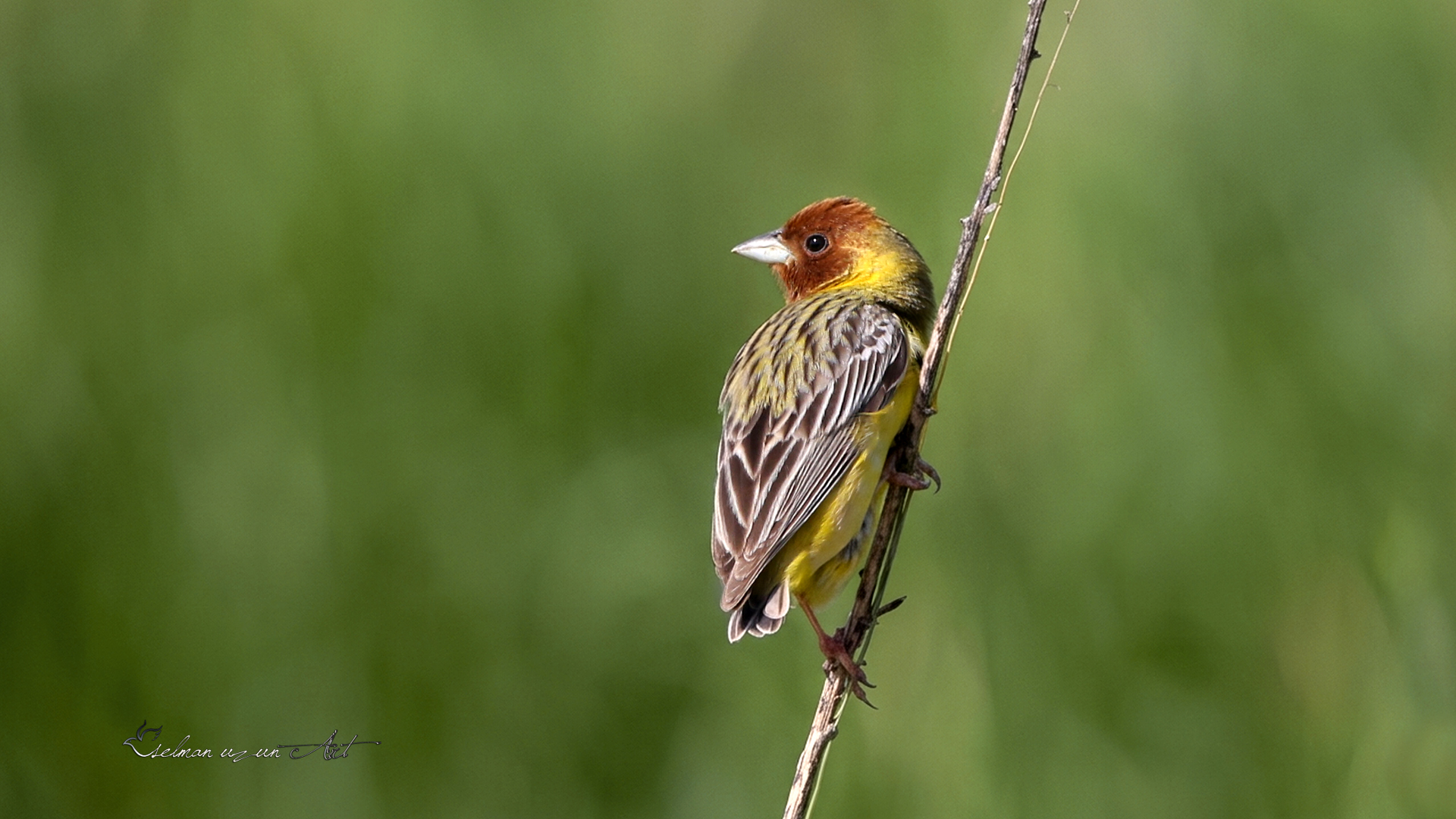 Kızılbaşlı kirazkuşu » Red-headed Bunting » Emberiza bruniceps