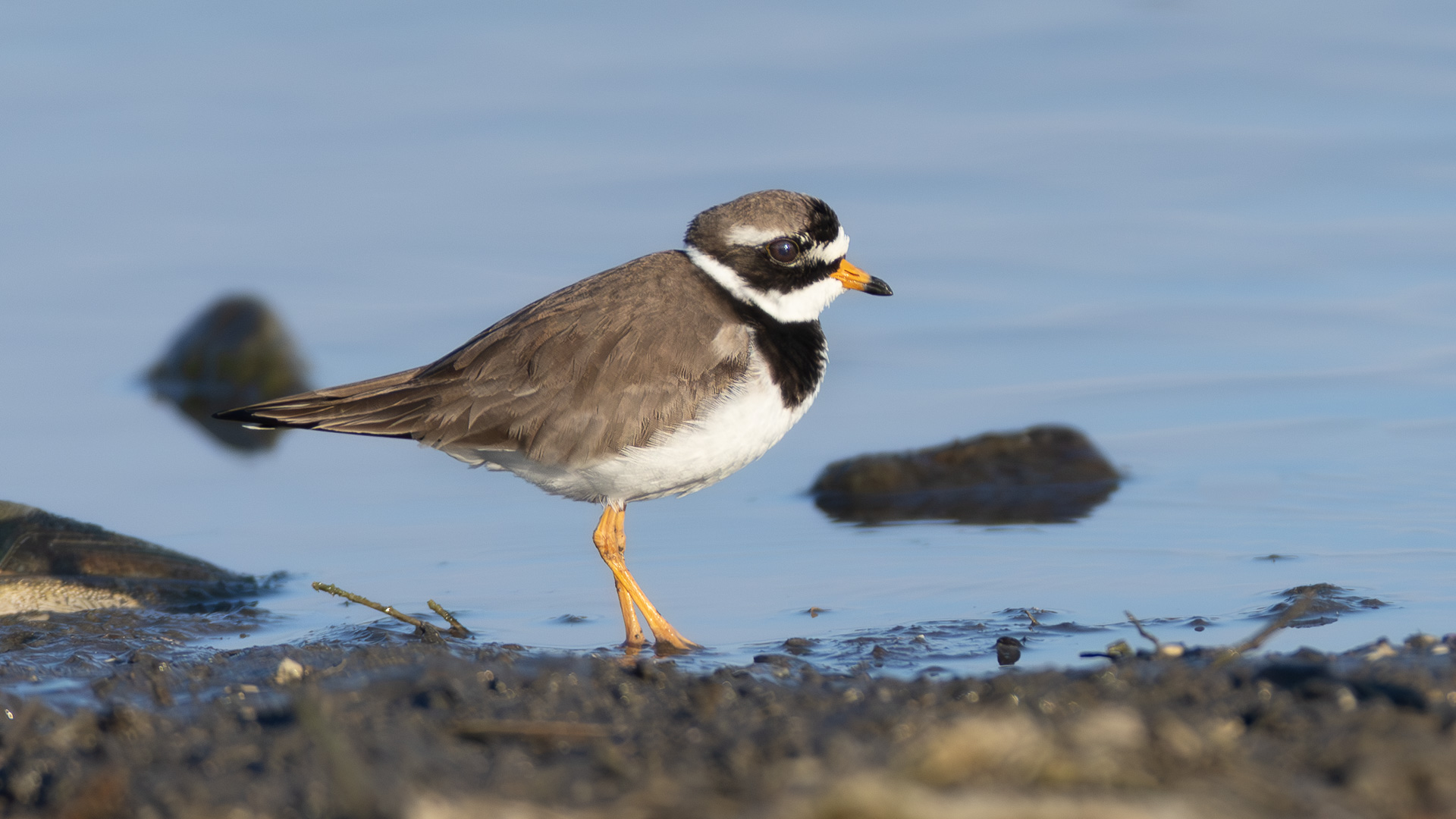 Halkalı cılıbıt » Common Ringed Plover » Charadrius hiaticula
