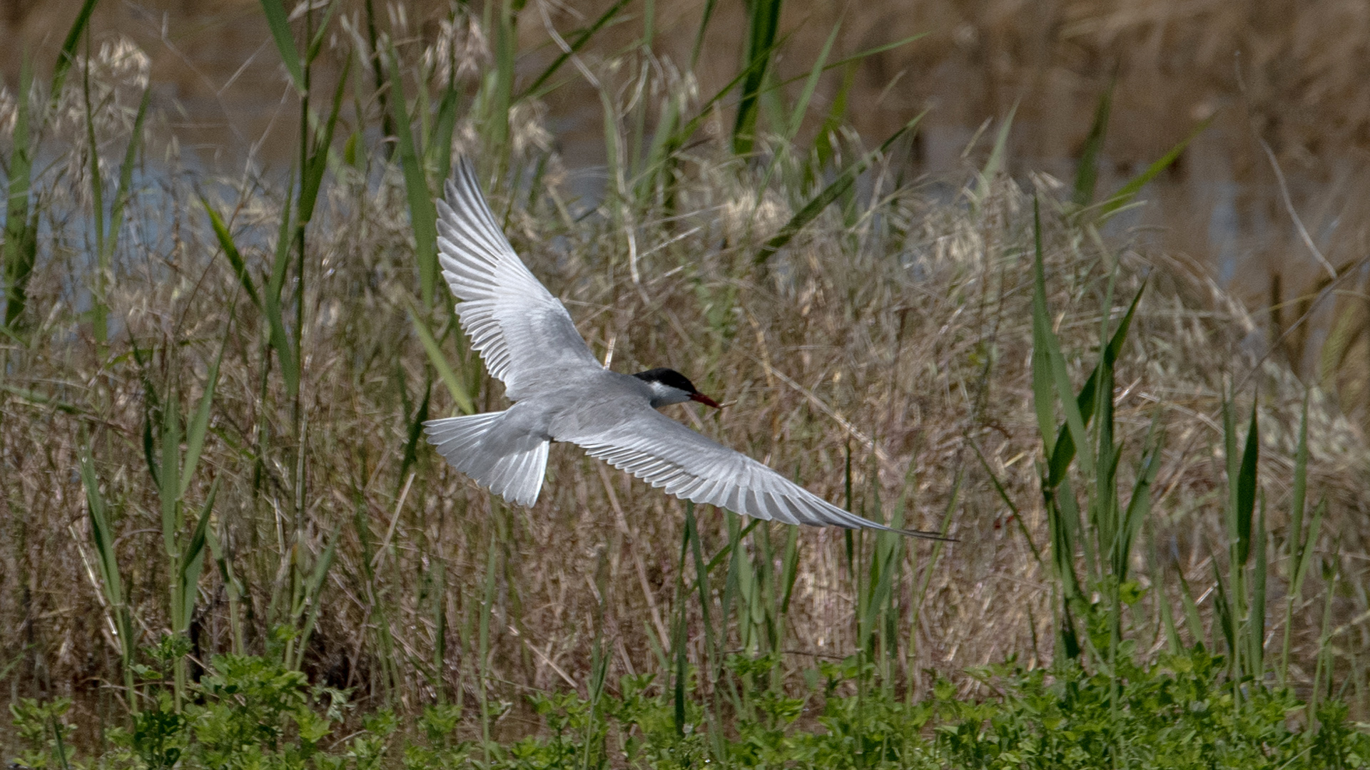 Bıyıklı sumru » Whiskered Tern » Chlidonias hybrida