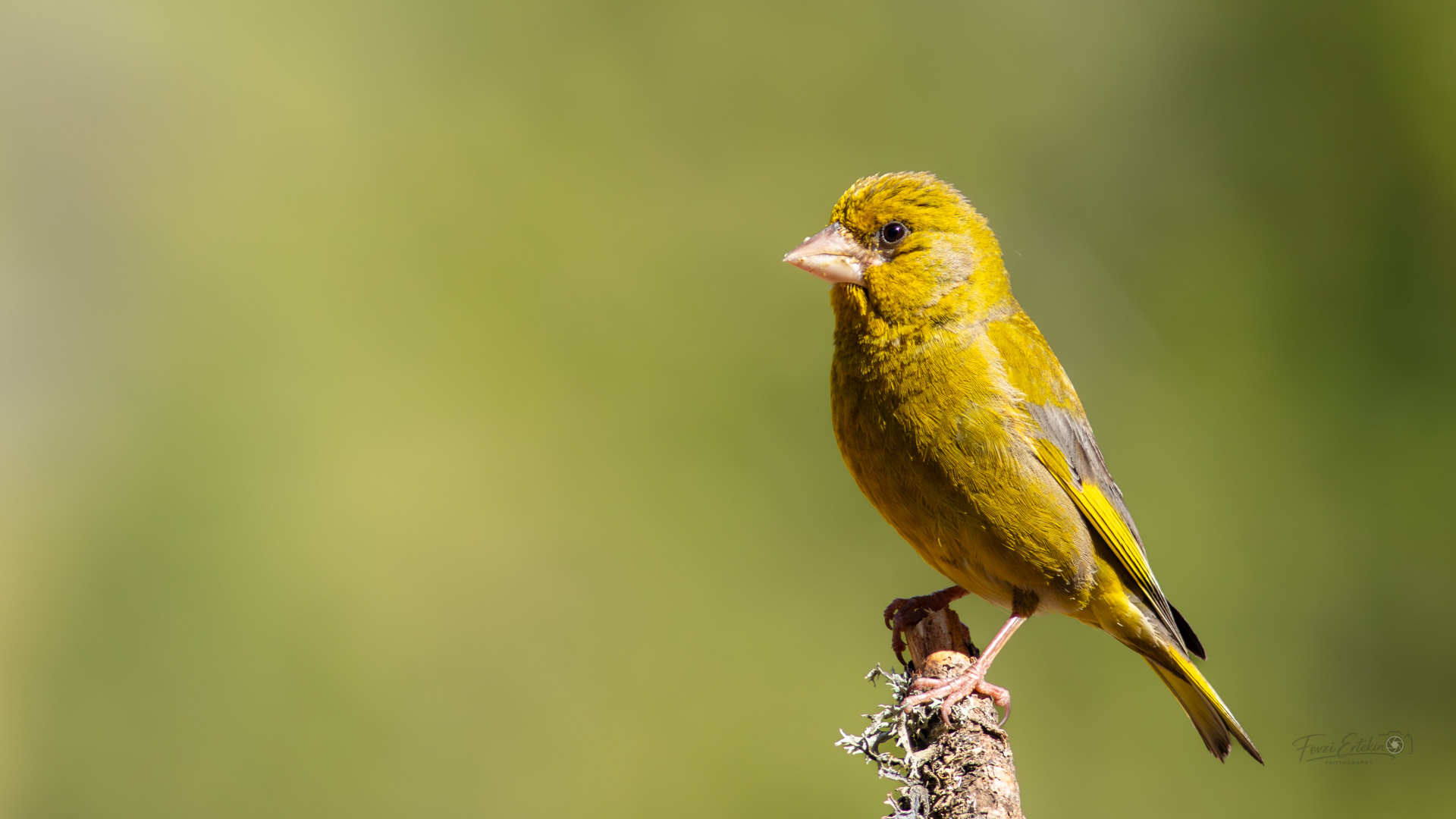 Florya » European Greenfinch » Chloris chloris
