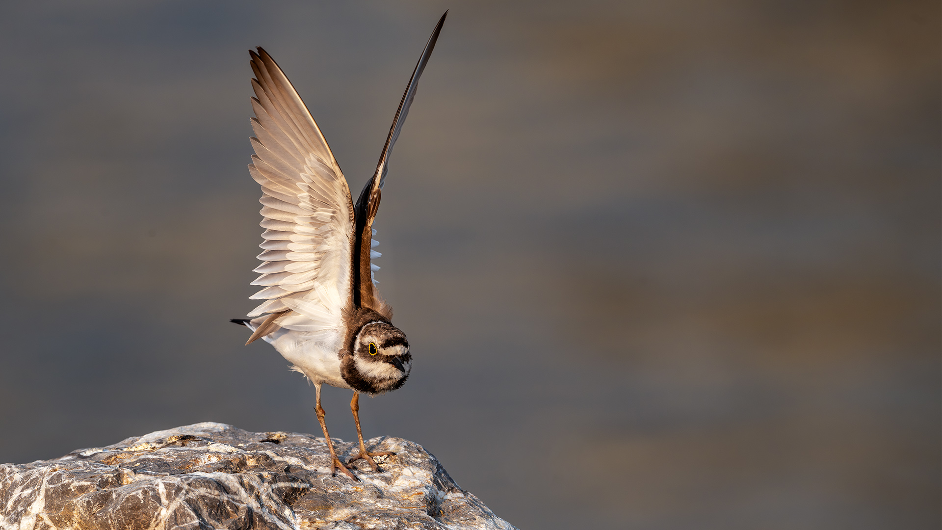 Halkalı küçük cılıbıt » Little Ringed Plover » Charadrius dubius