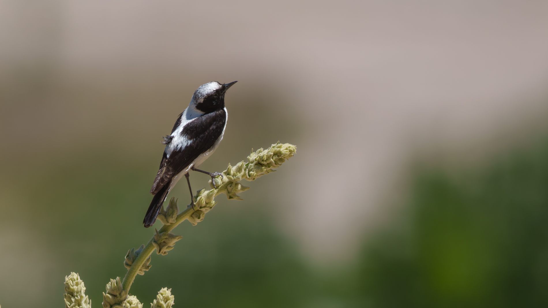 Finsch`s Wheatear