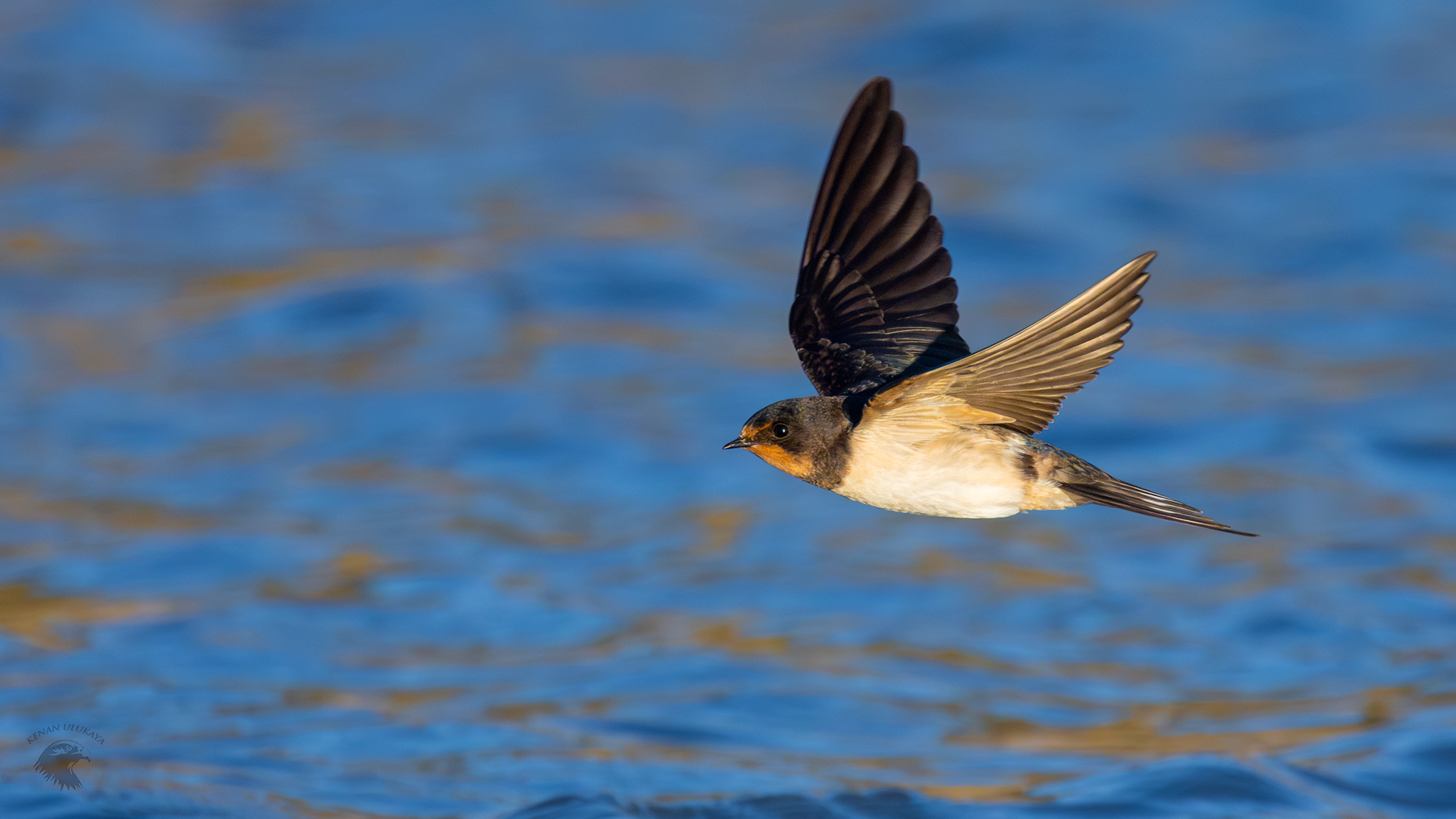 Barn Swallow