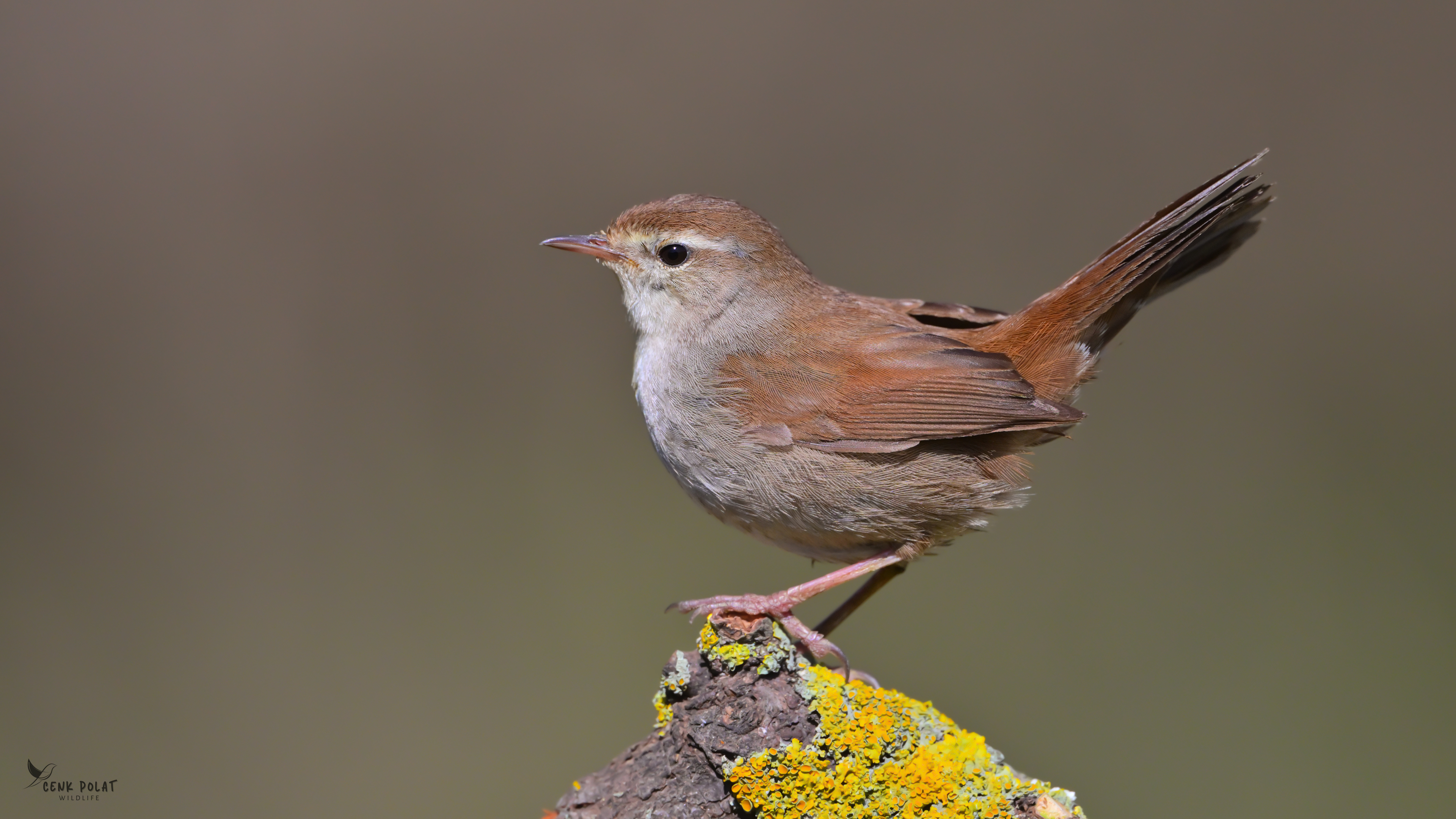 Cetti`s Warbler