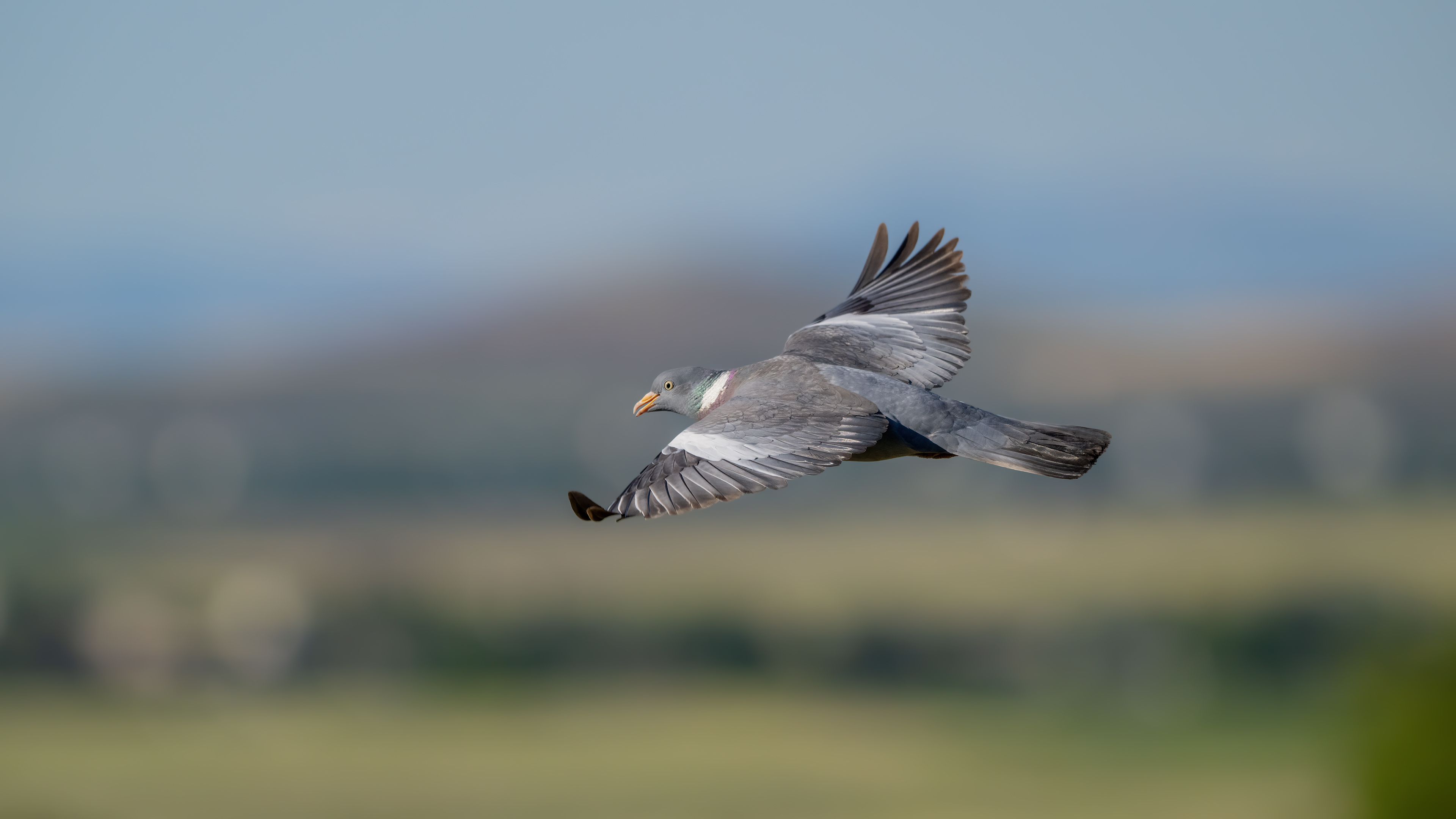 Common Wood Pigeon