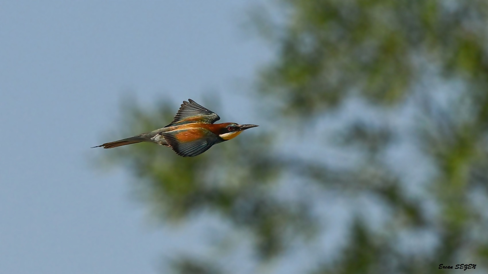 European Bee-eater