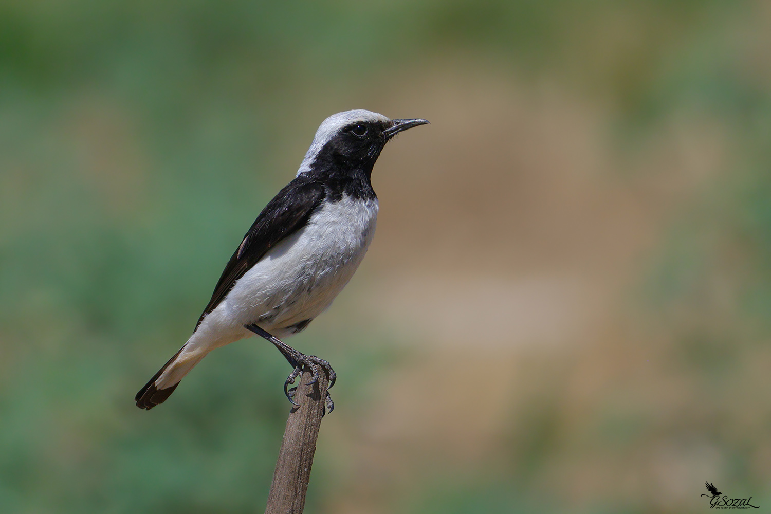 Finsch`s Wheatear