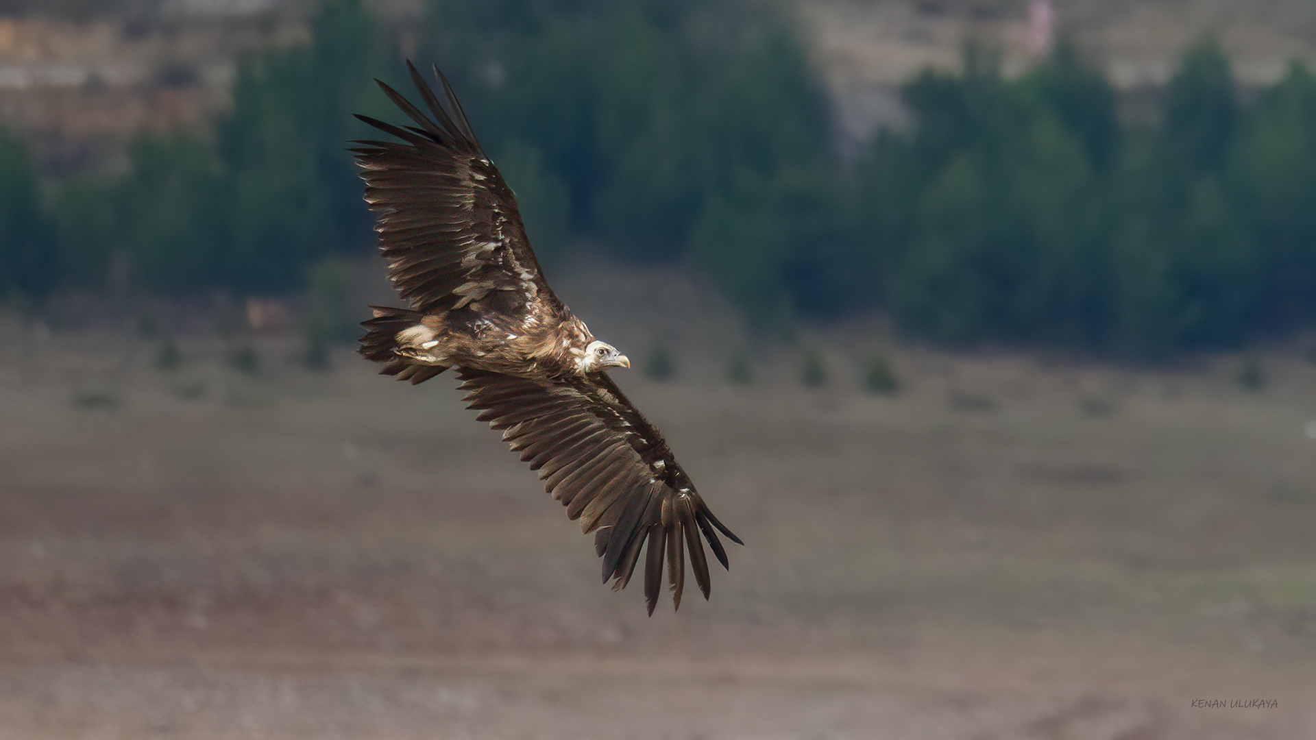 Cinereous Vulture