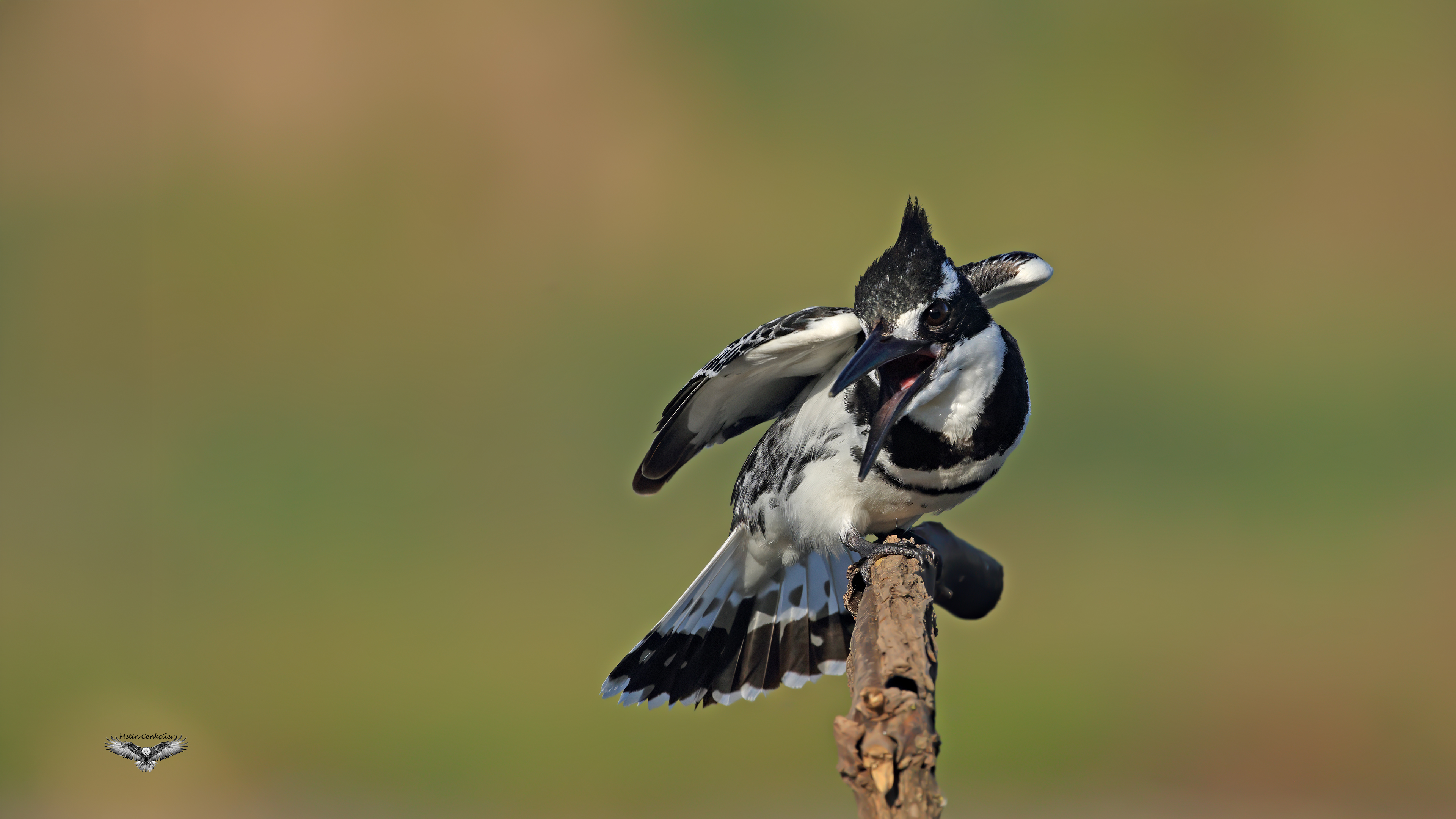Pied Kingfisher