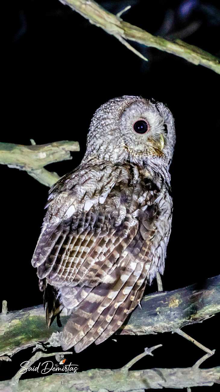 Tawny Owl