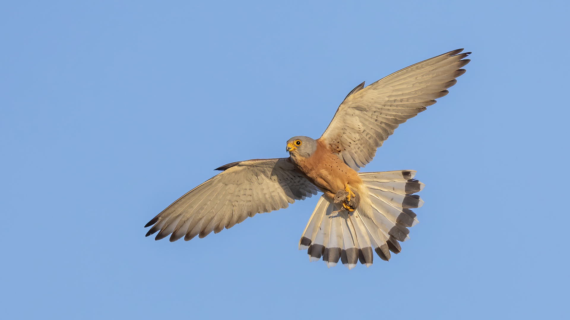 Küçük kerkenez » Lesser Kestrel » Falco naumanni