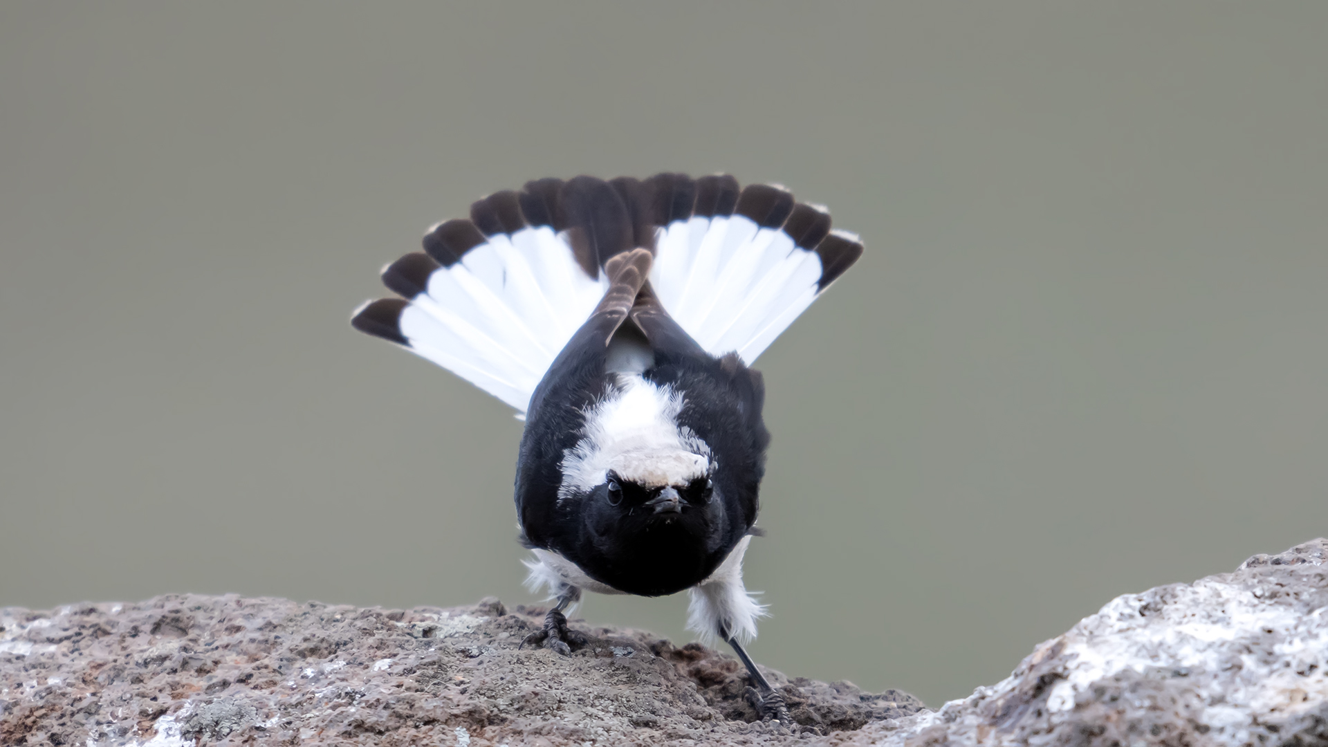 Finsch`s Wheatear